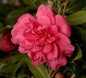 Alabama Beauty Camellia