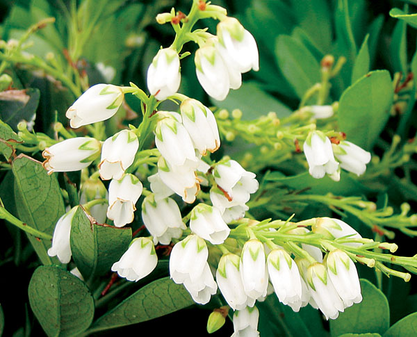 Temple Bells Pieris