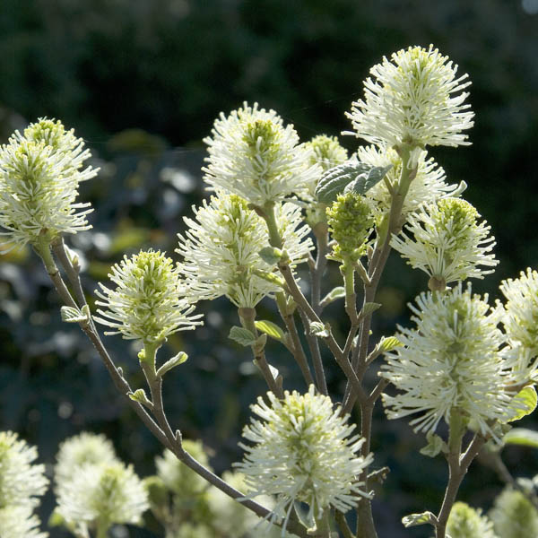 Mt Airy Fothergilla