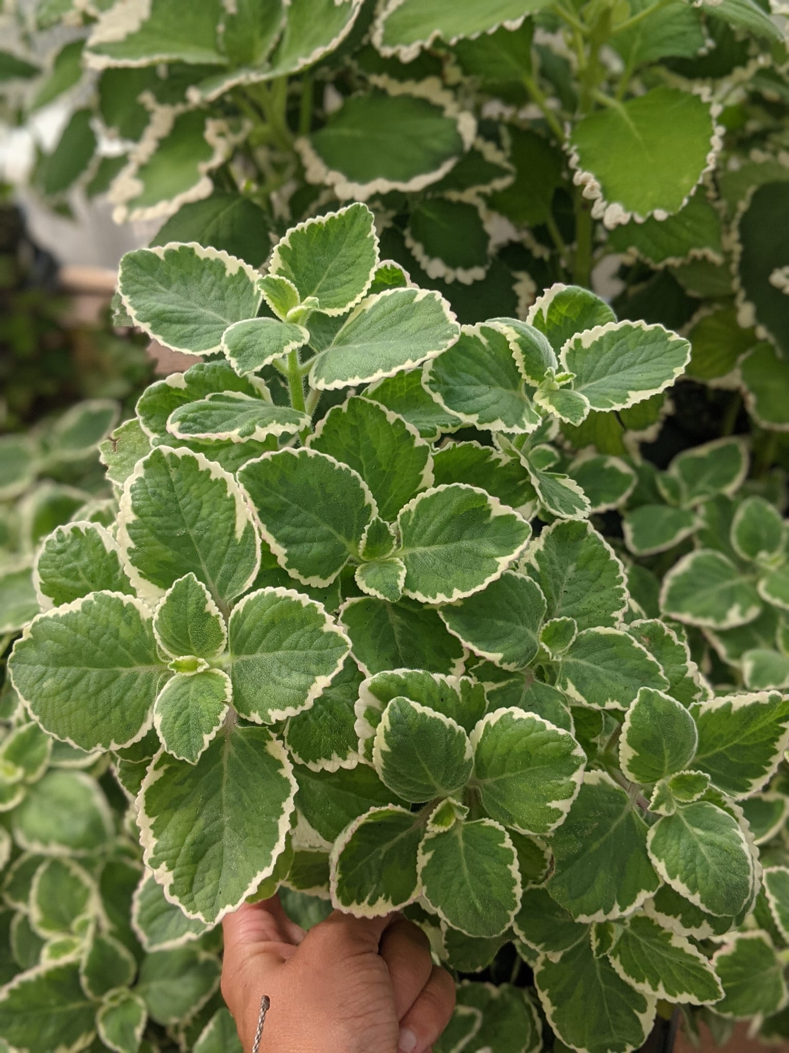 Cuban Oregano