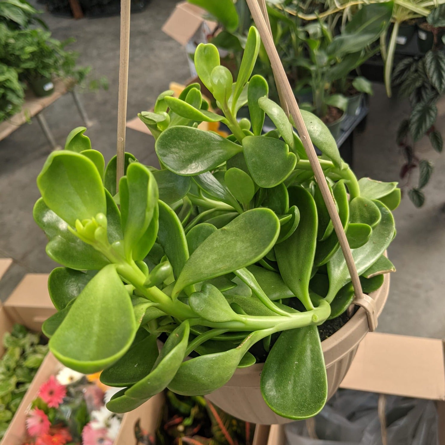 Trailing Jade Hanging Basket