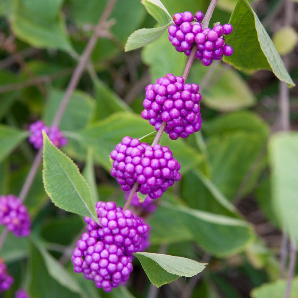 Americana Beautyberry Native