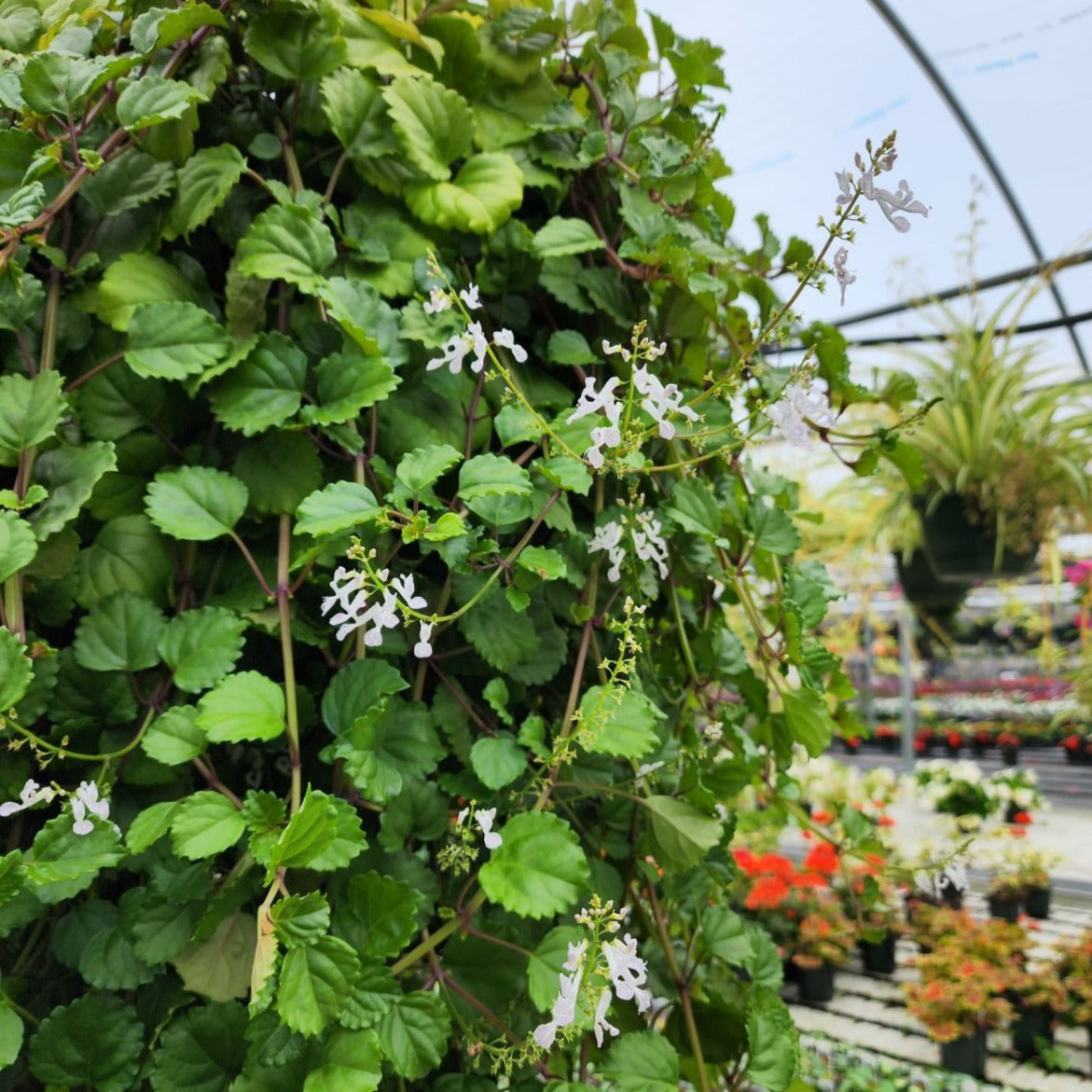 swedish ivy hanging basket