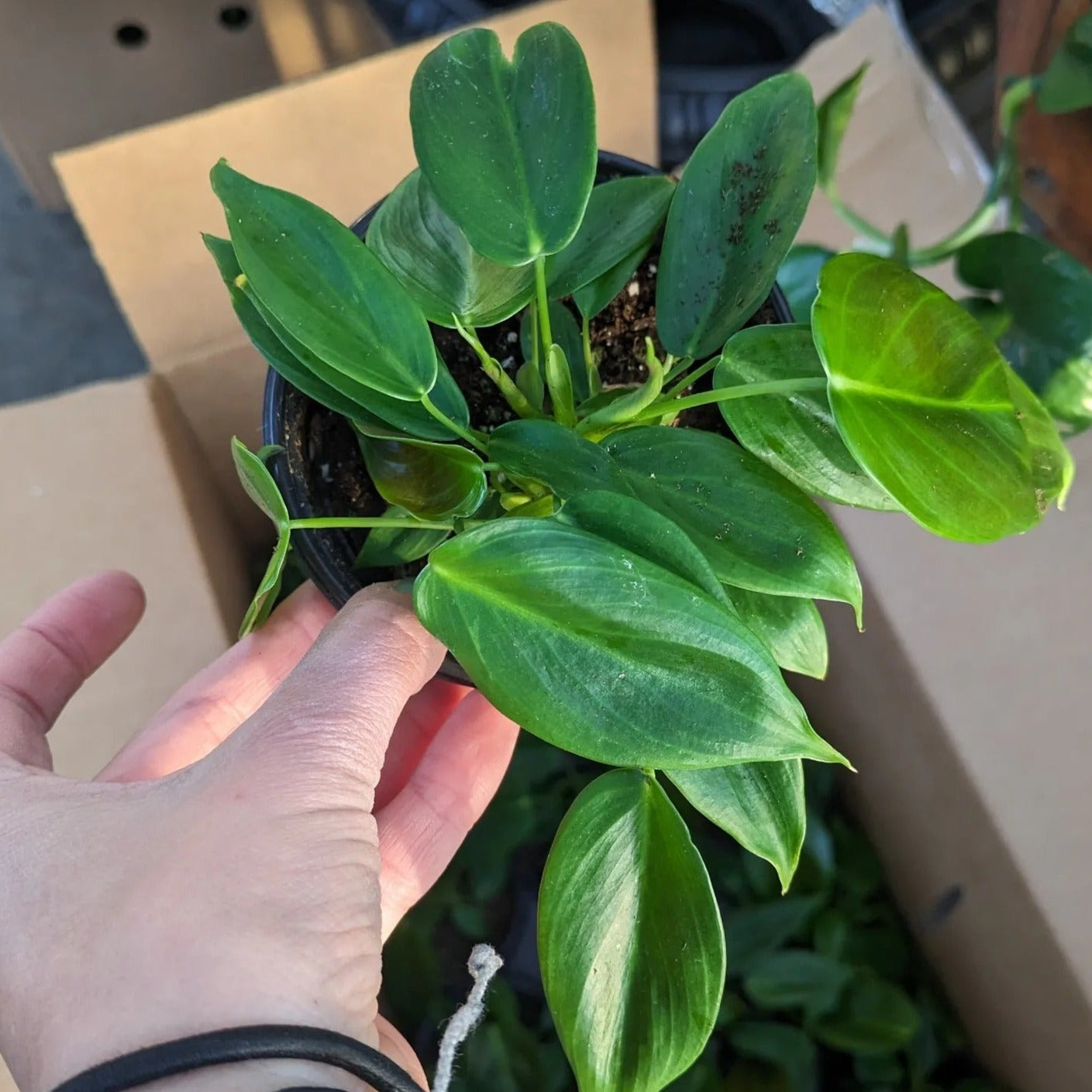 Philodendron esmeraldense