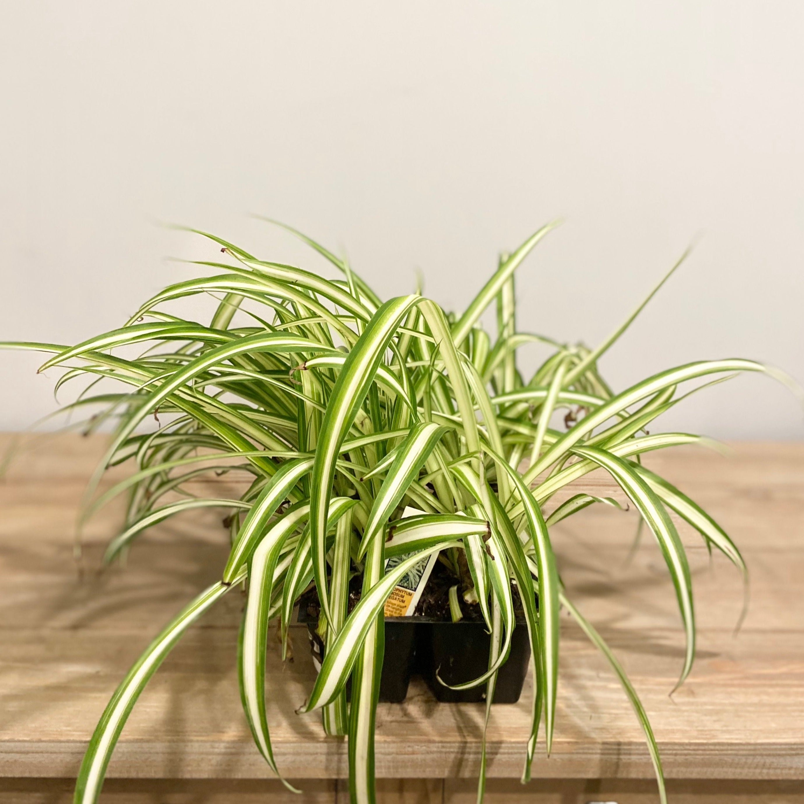 Old fashioned spider plant