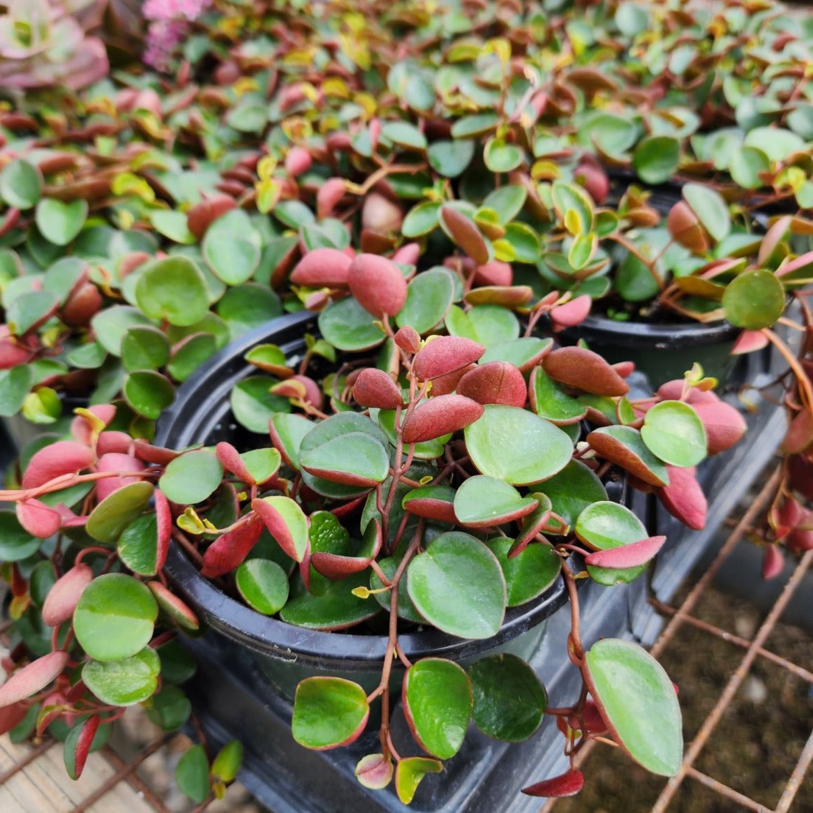 Peperomia Ruby Cascade