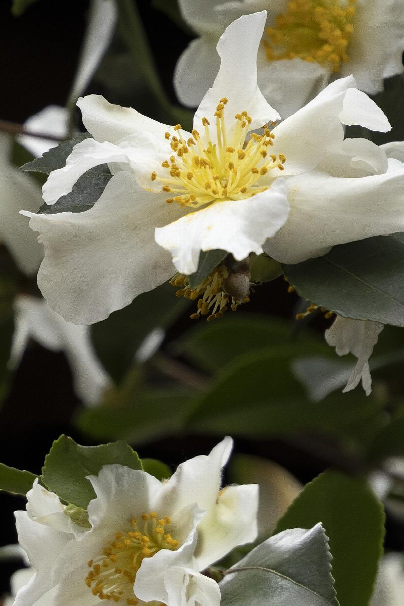 Camellia s Setsugekka (White) 3 Gallon