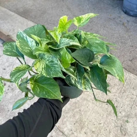 Pothos Marble Queen