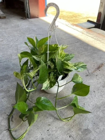 Pothos Marble Queen