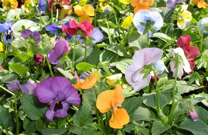 Pansy Assorted