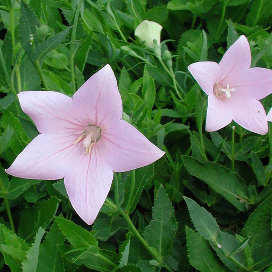 Platycodon Astra Balloon Flower