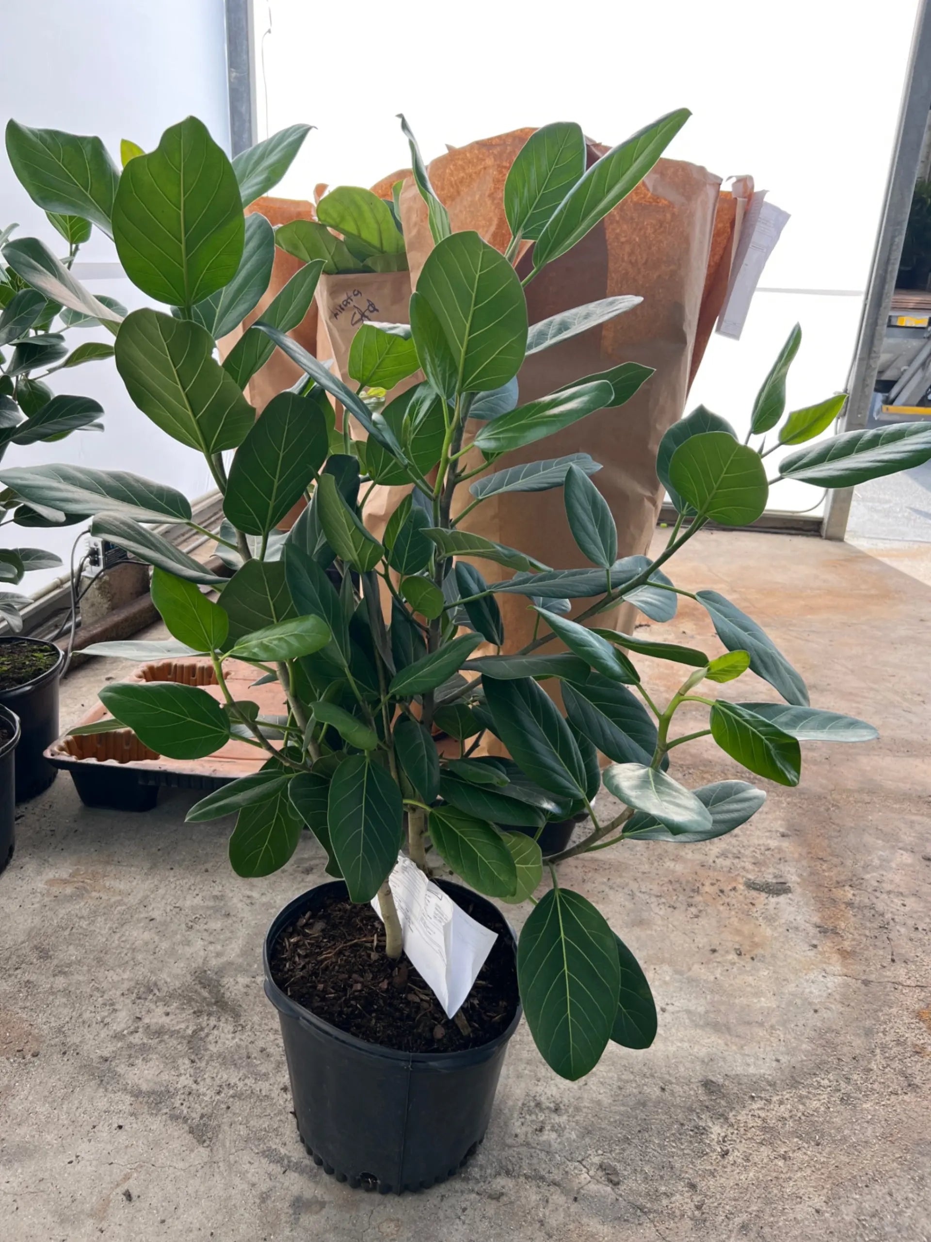 Ficus Audrey