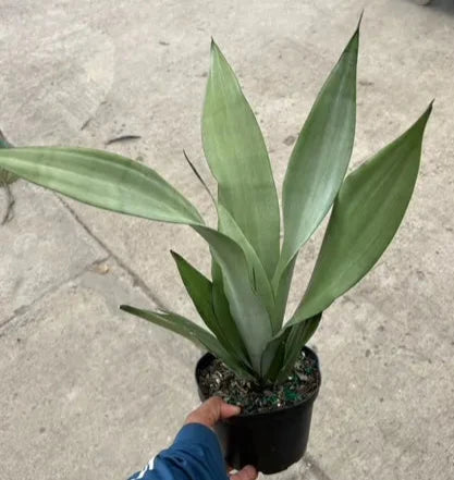 Sansevieria Moonshine