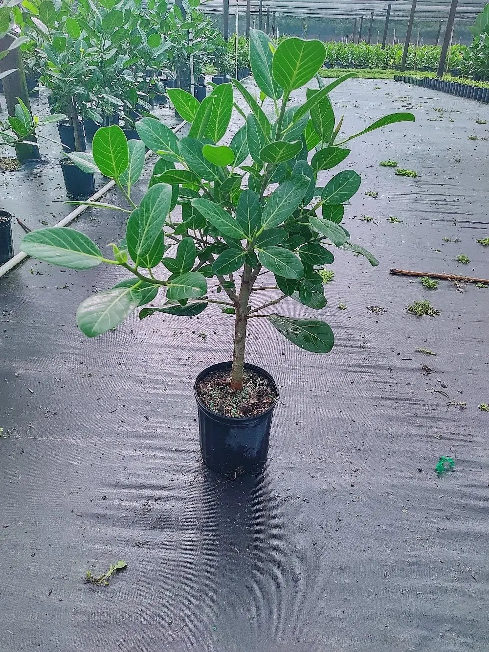 Ficus Audrey