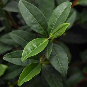 Camellia sinensis Tea