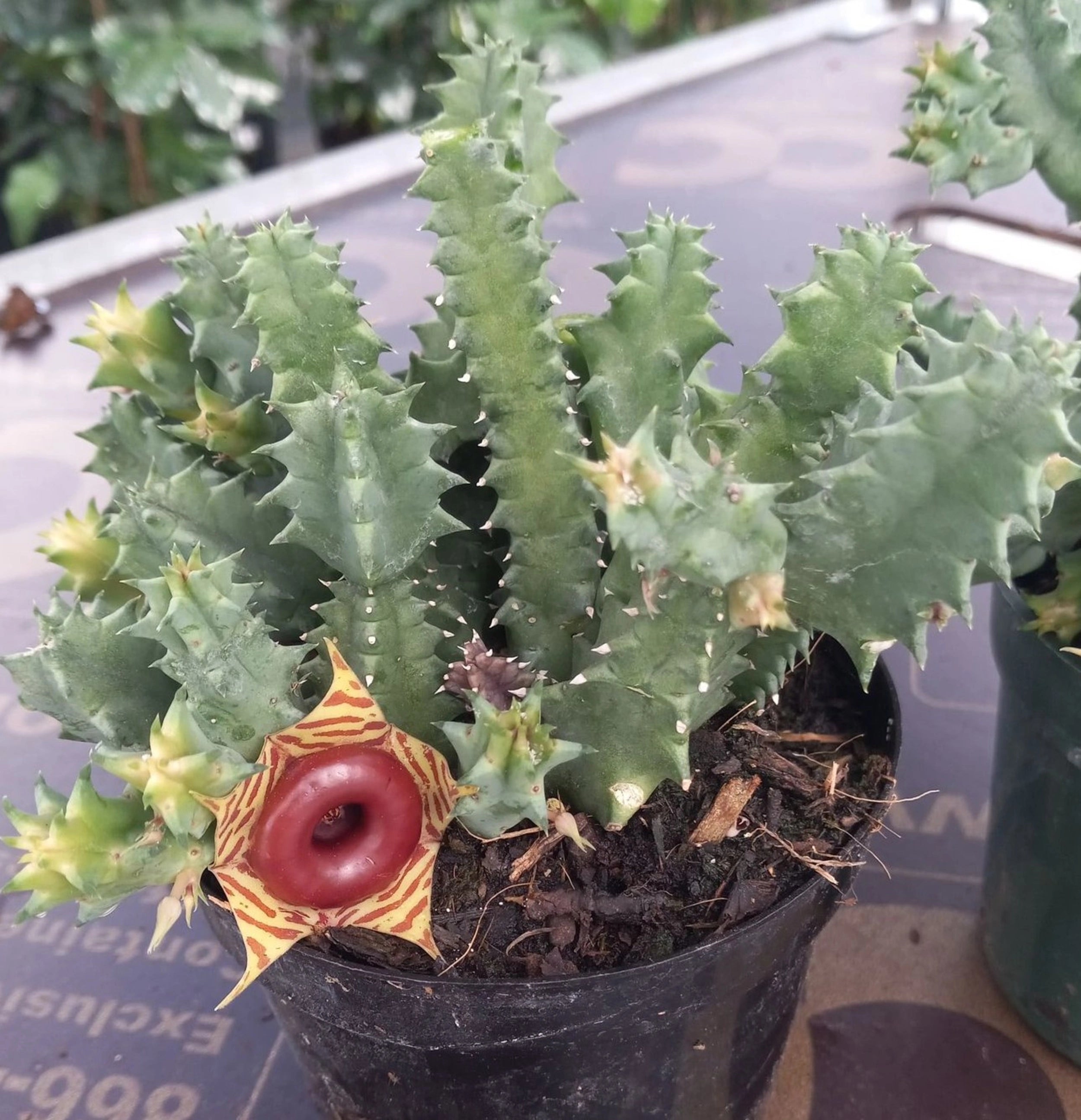 Stapelia grandifloria