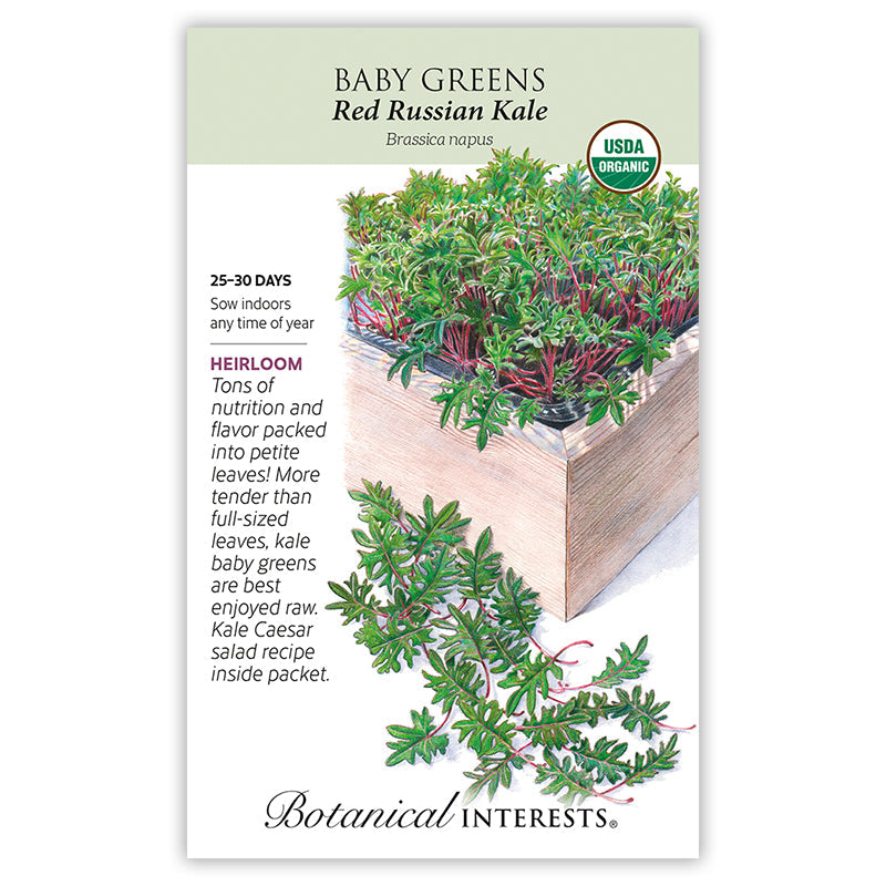 BI Seed, Baby Greens Kale Russian Red Organic