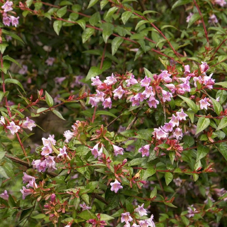 An evergreen shrub with pink blooms.