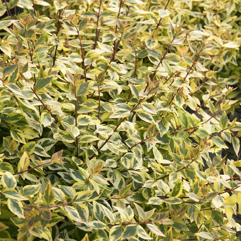 Variegated foliage with small white blooms.