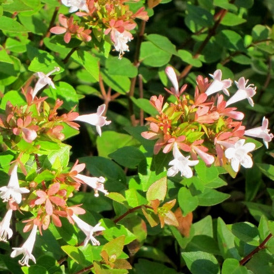 An evergreen shrub with small pink blooms.