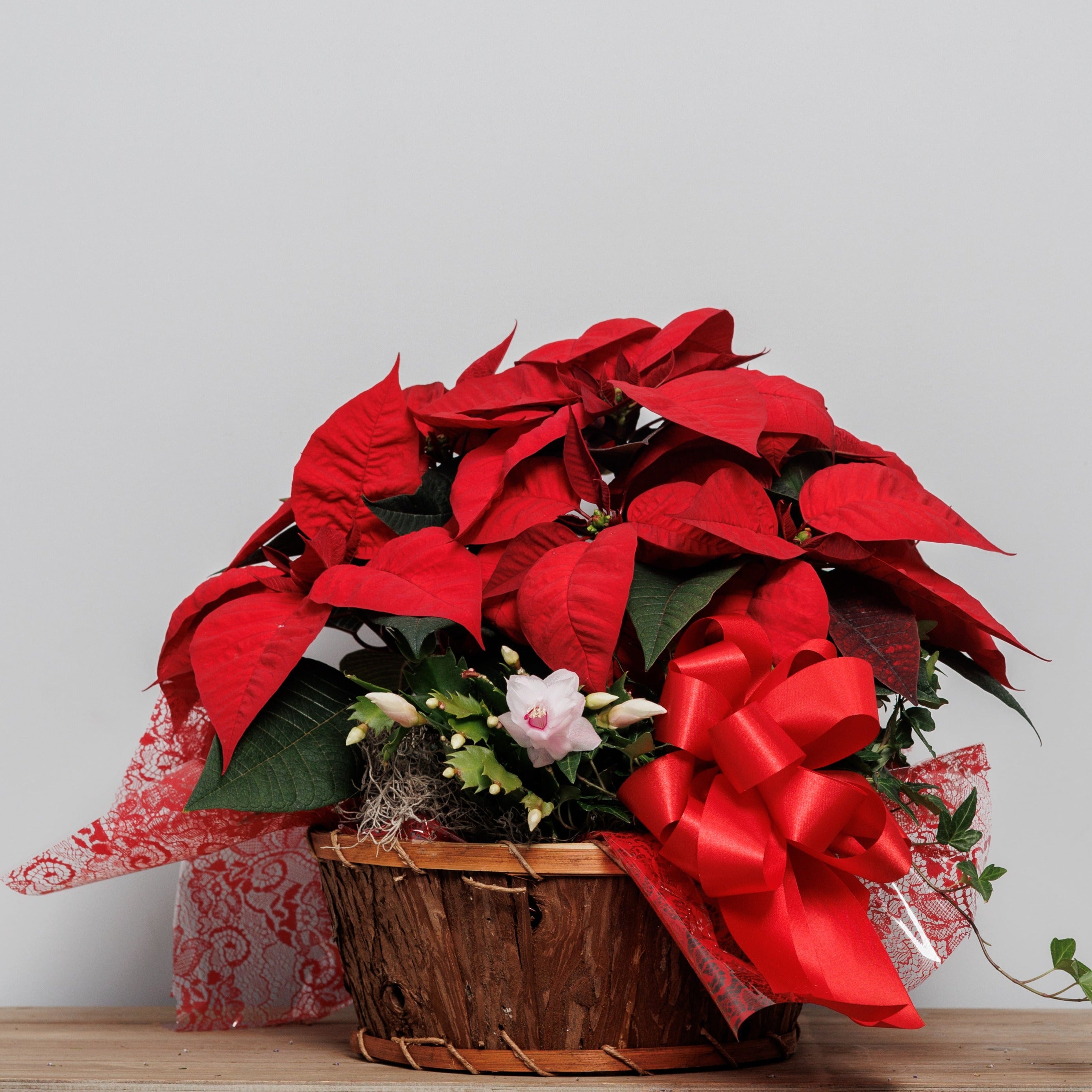 A basket with a red poinsettia, a Christmas cactus and ivy plant.