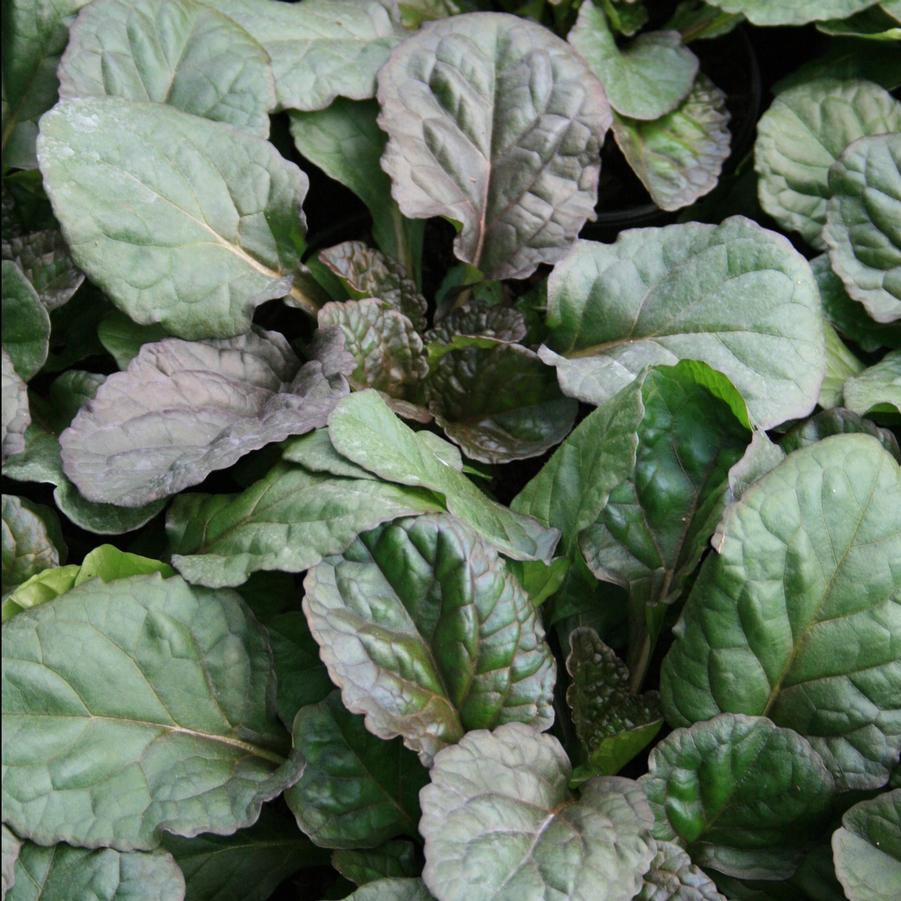 Ajuga Catlin's Giant