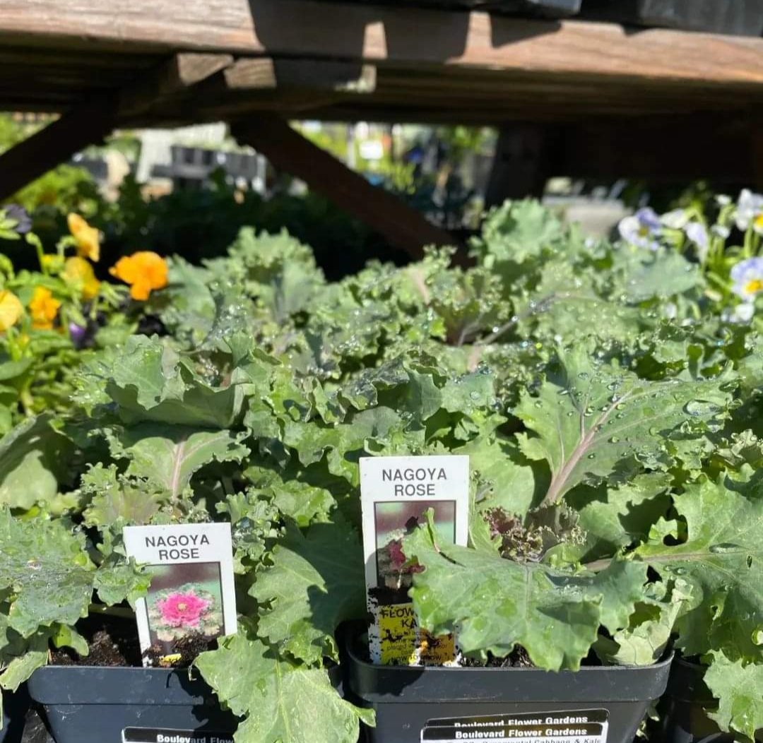 Ornamental Cabbage & Kale