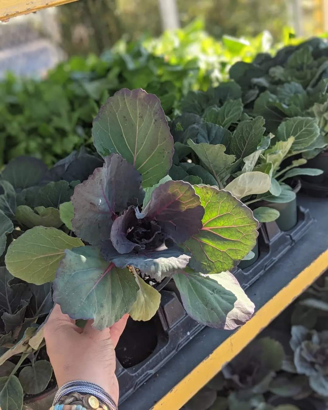 Ornamental Cabbage & Kale