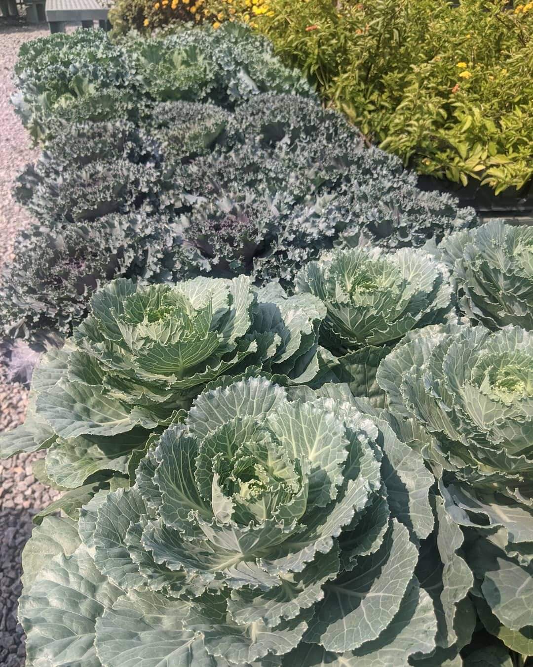 Ornamental Cabbage & Kale