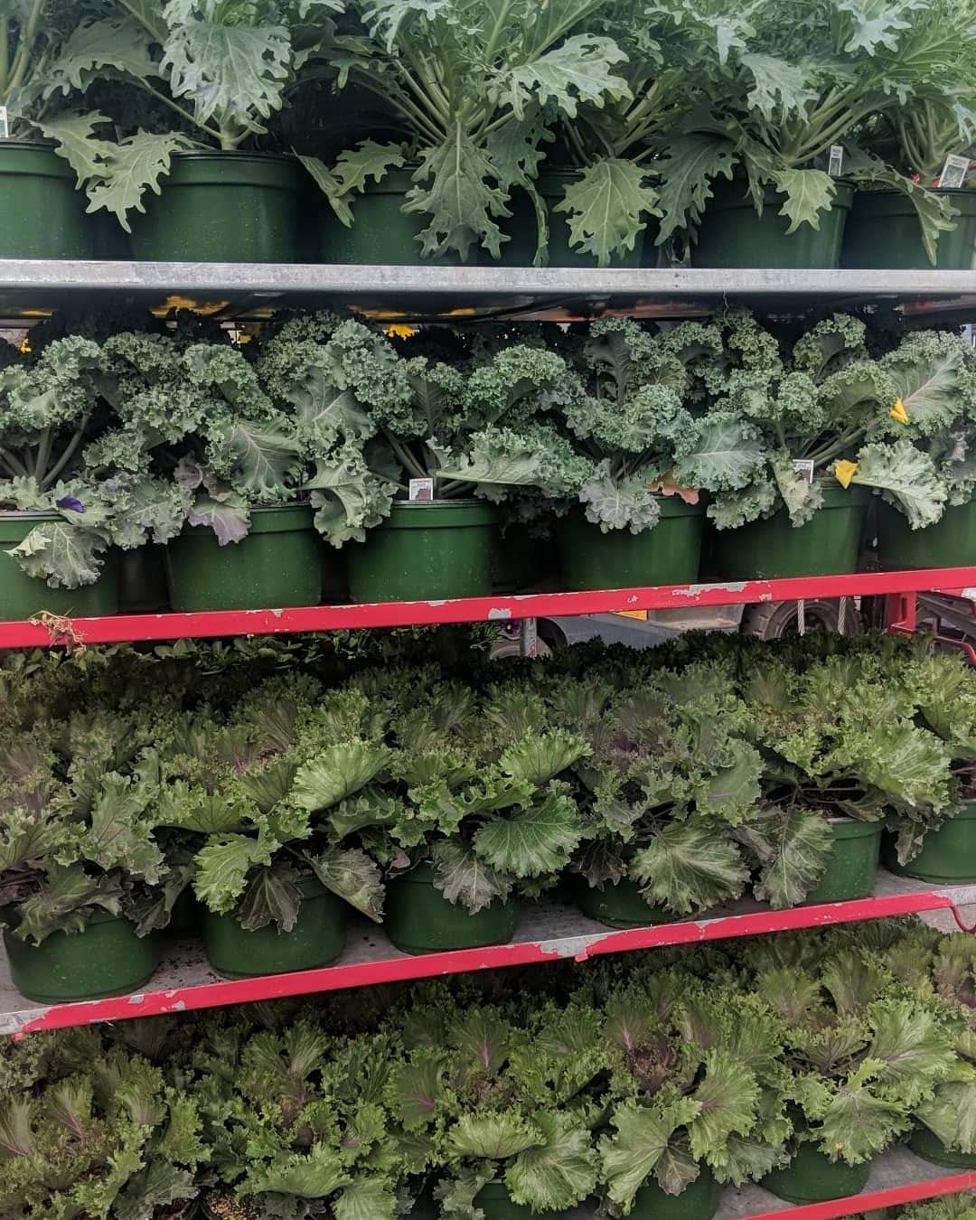 Ornamental Cabbage & Kale