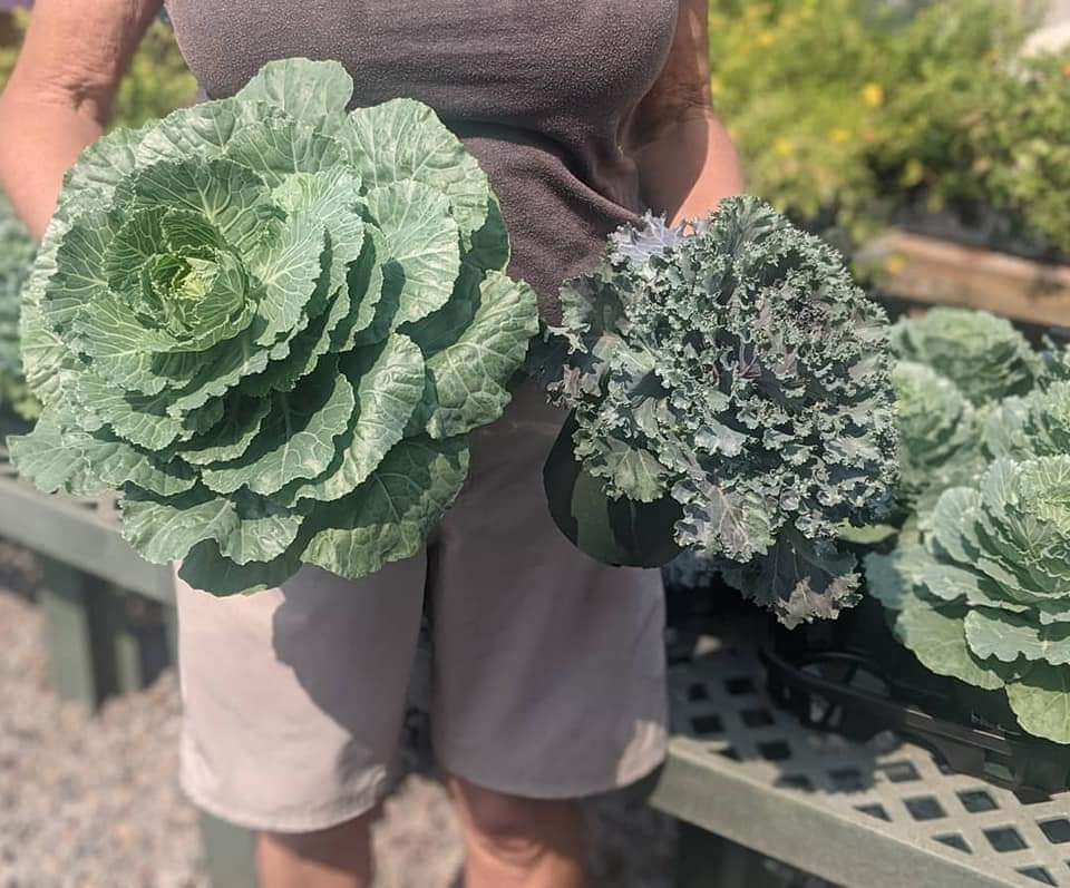 Ornamental Cabbage & Kale