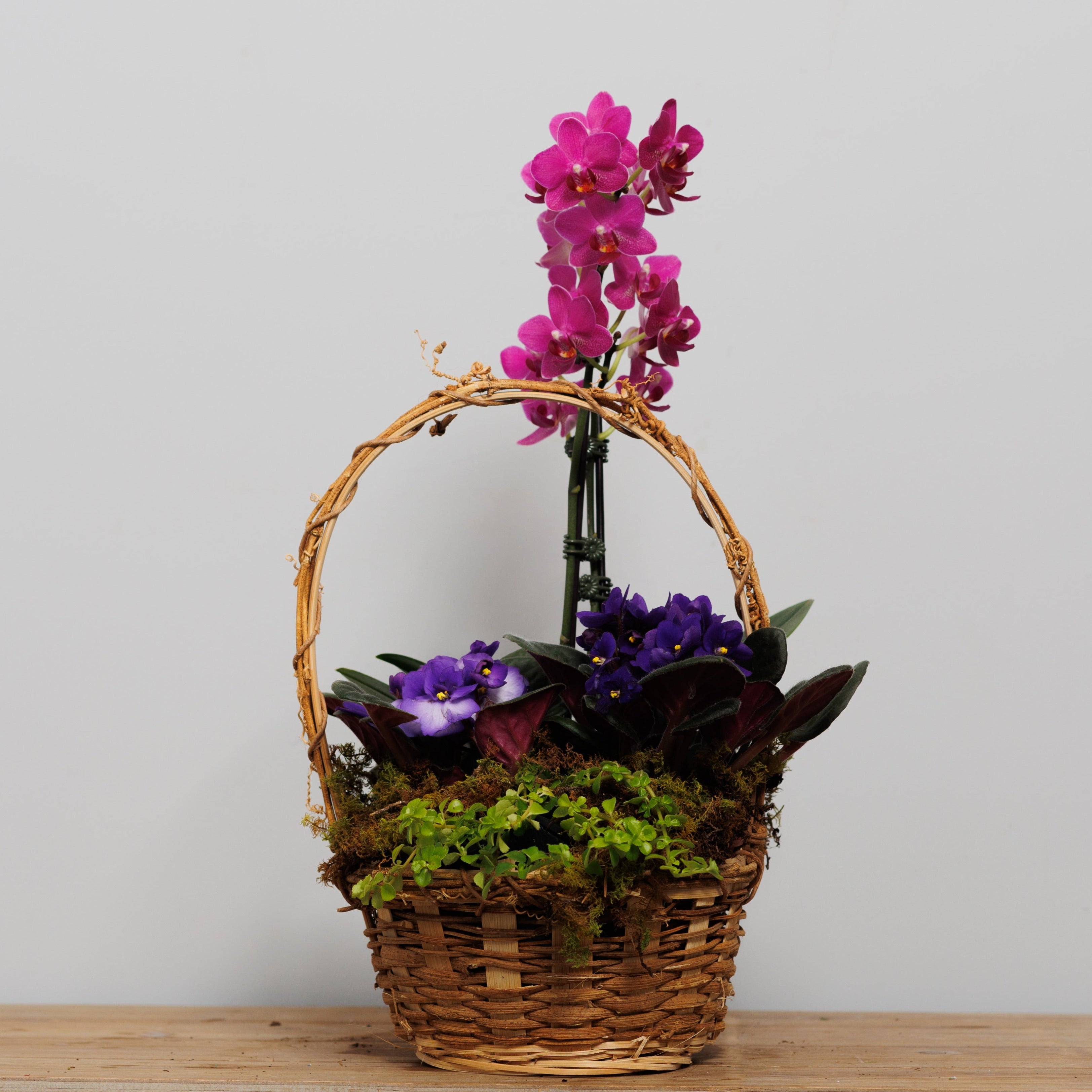A mix of houseplants in a basket.