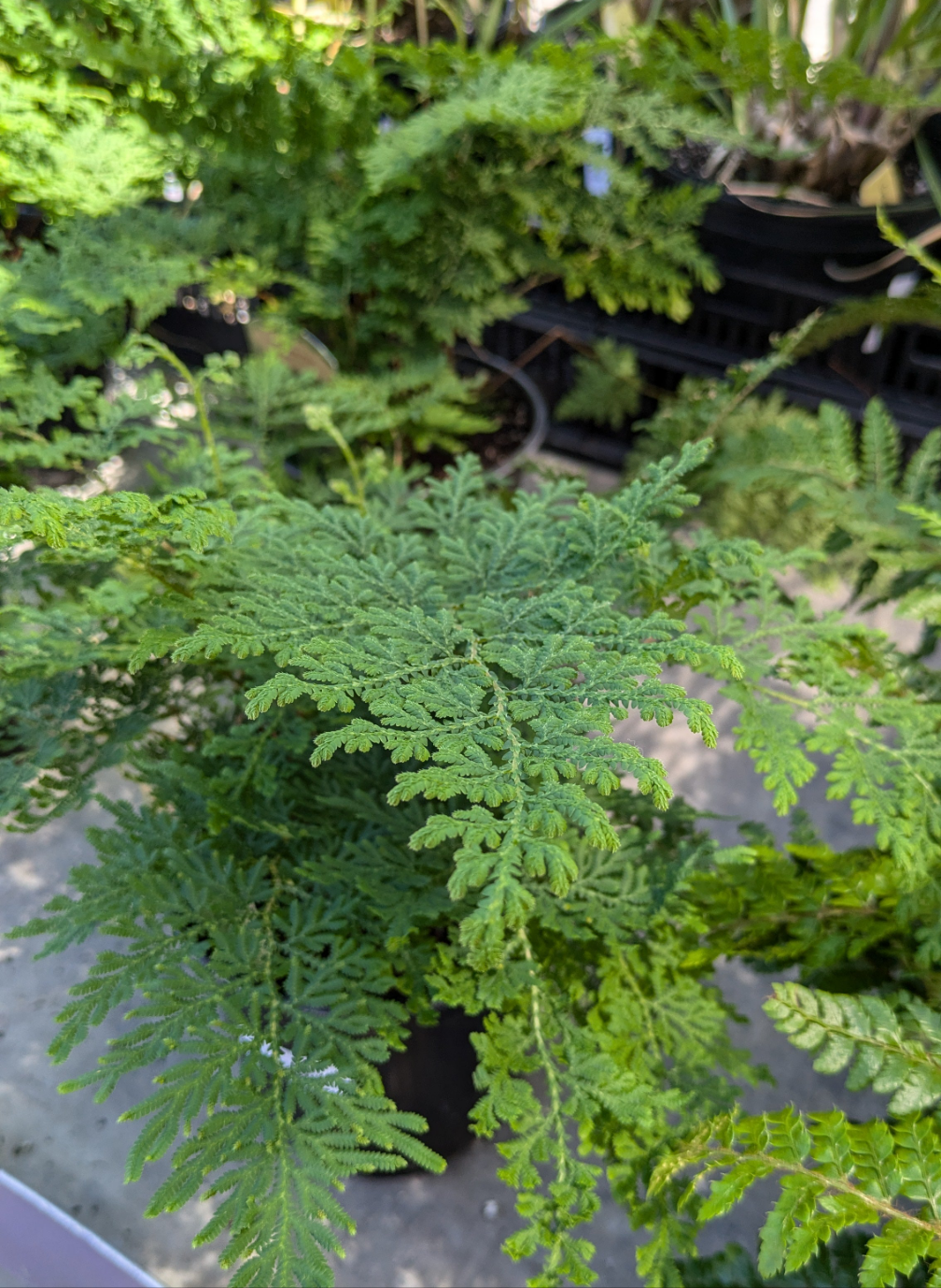 Selaginella Arborvitae Fern 1 Gal