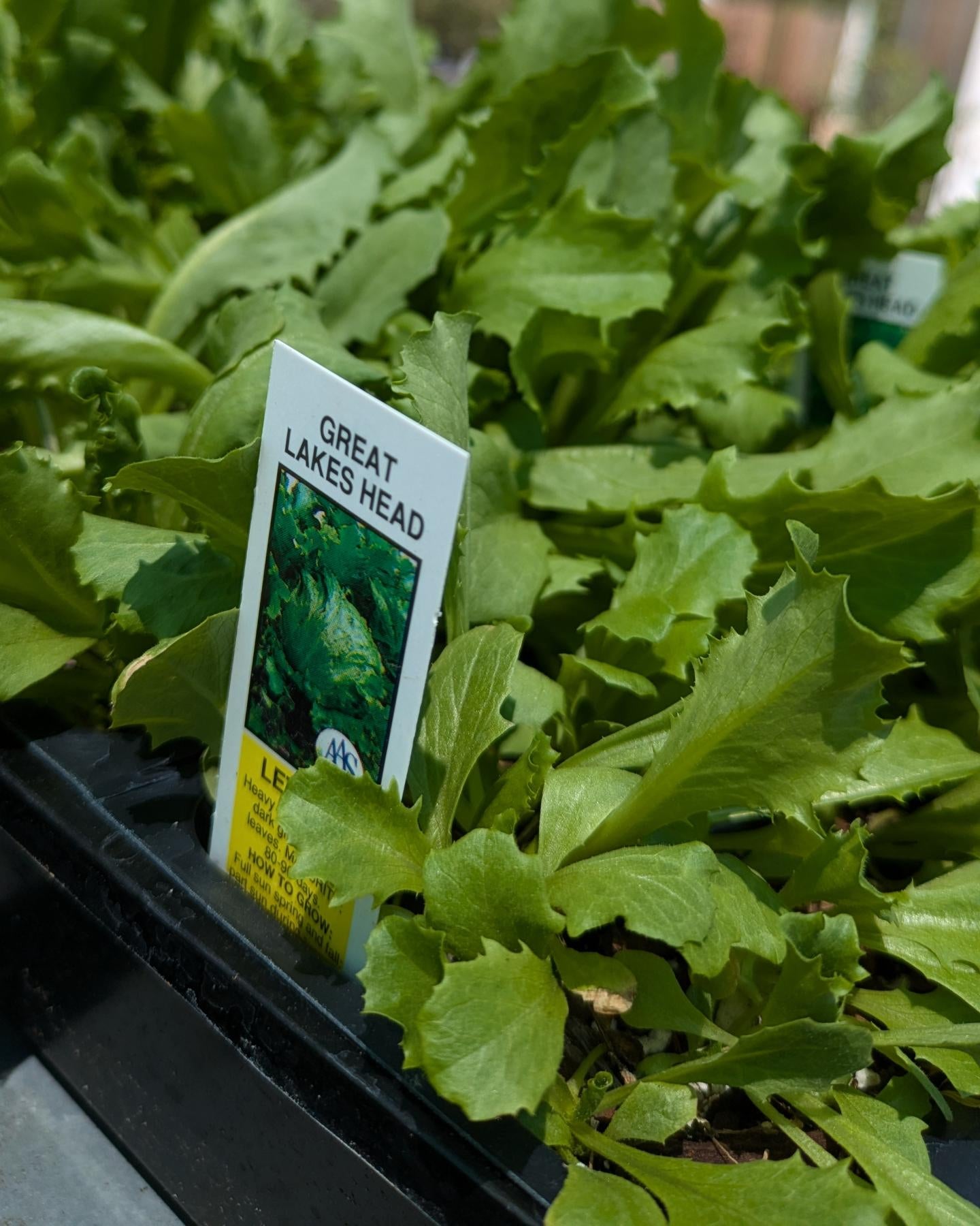 Flower / Vegetable 4 Pack