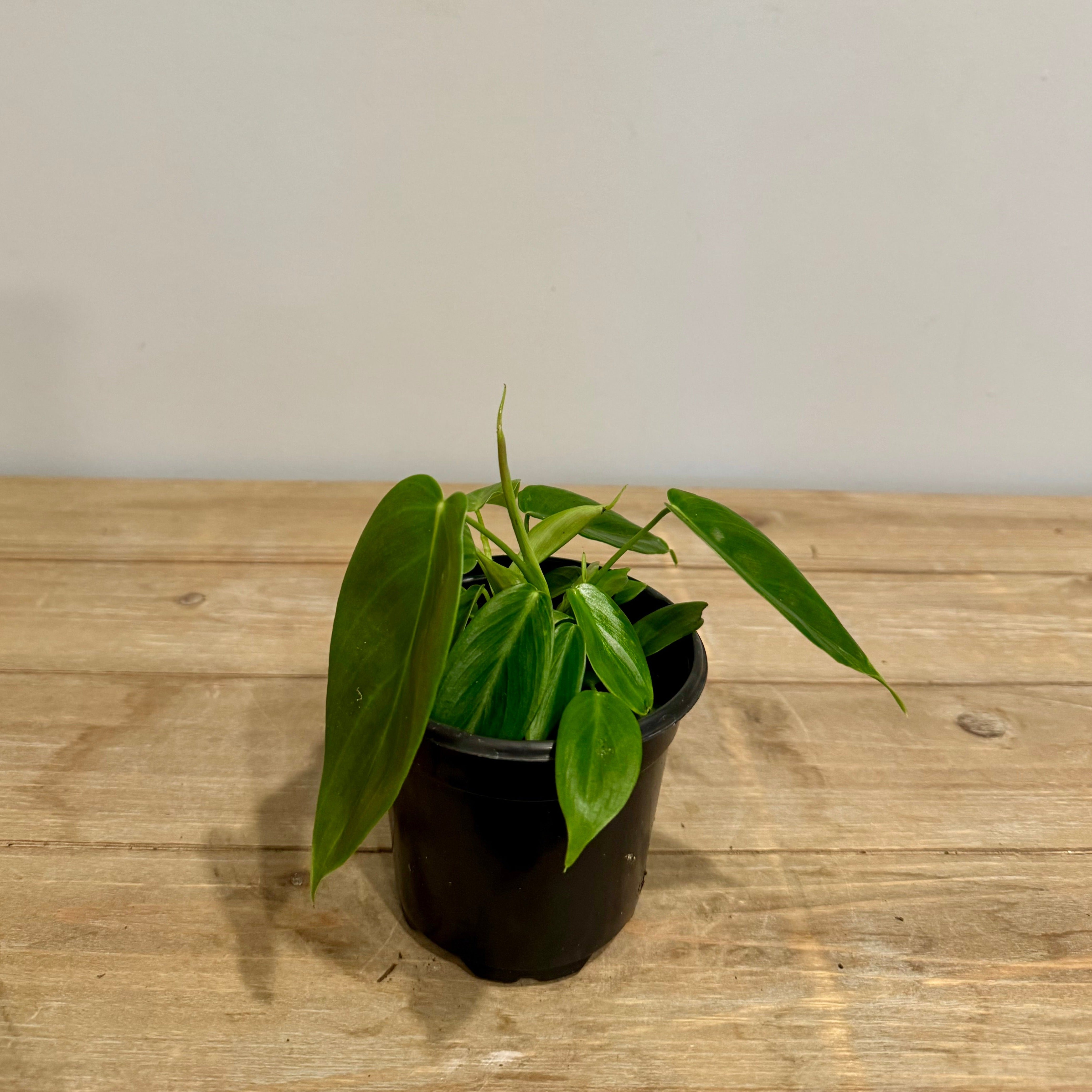 Philodendron Esmeraldense