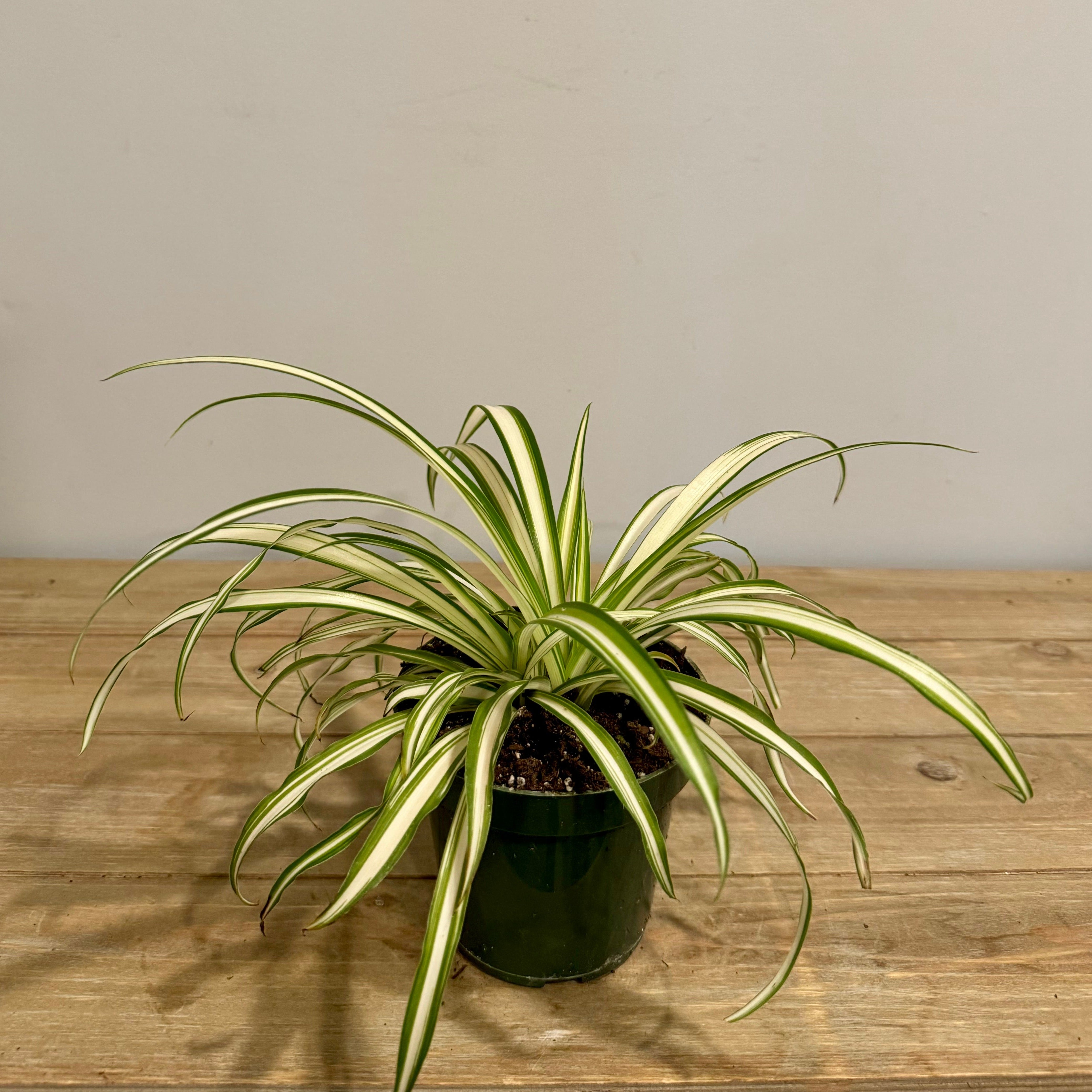 Old fashioned spider plant