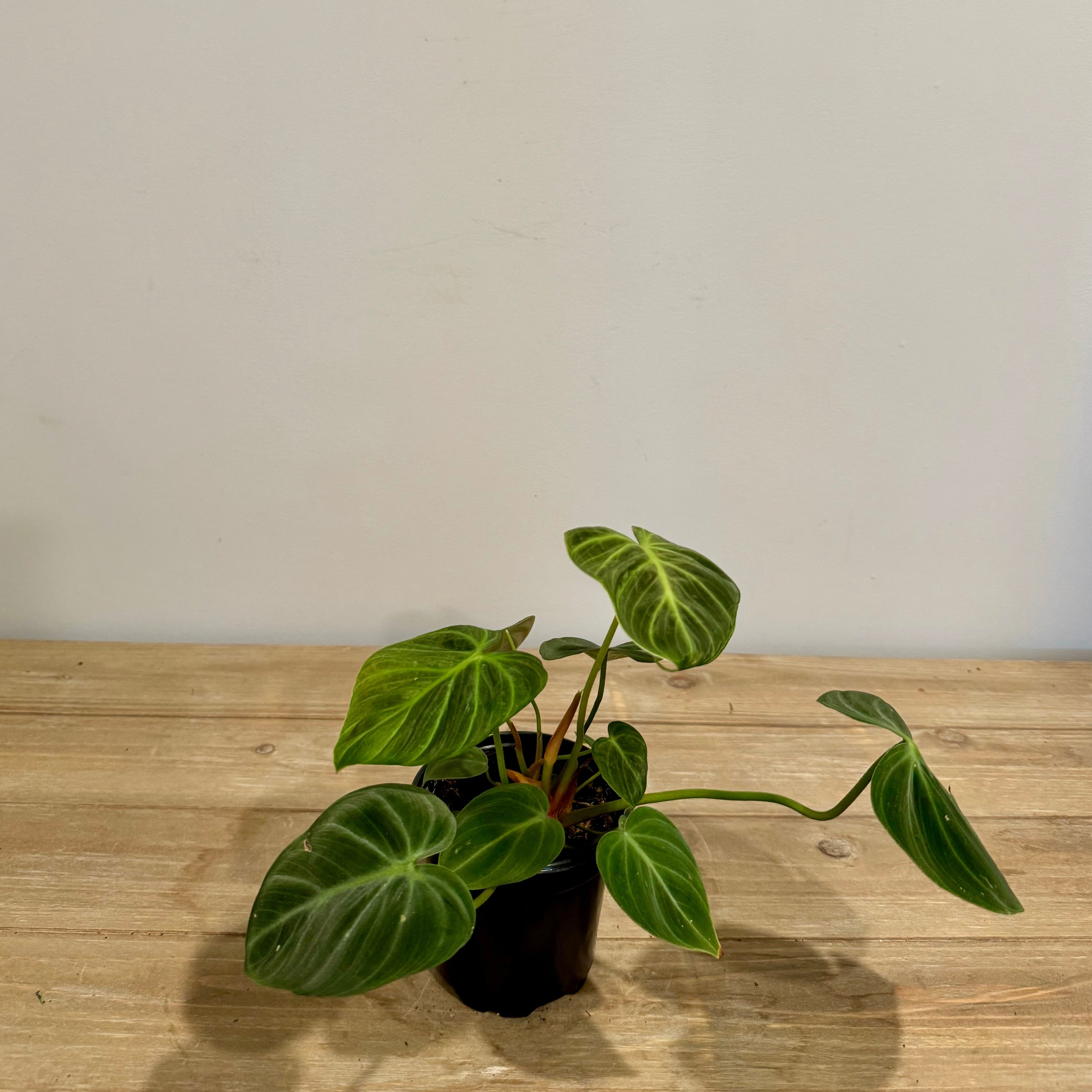 Philodendron El Choco Red