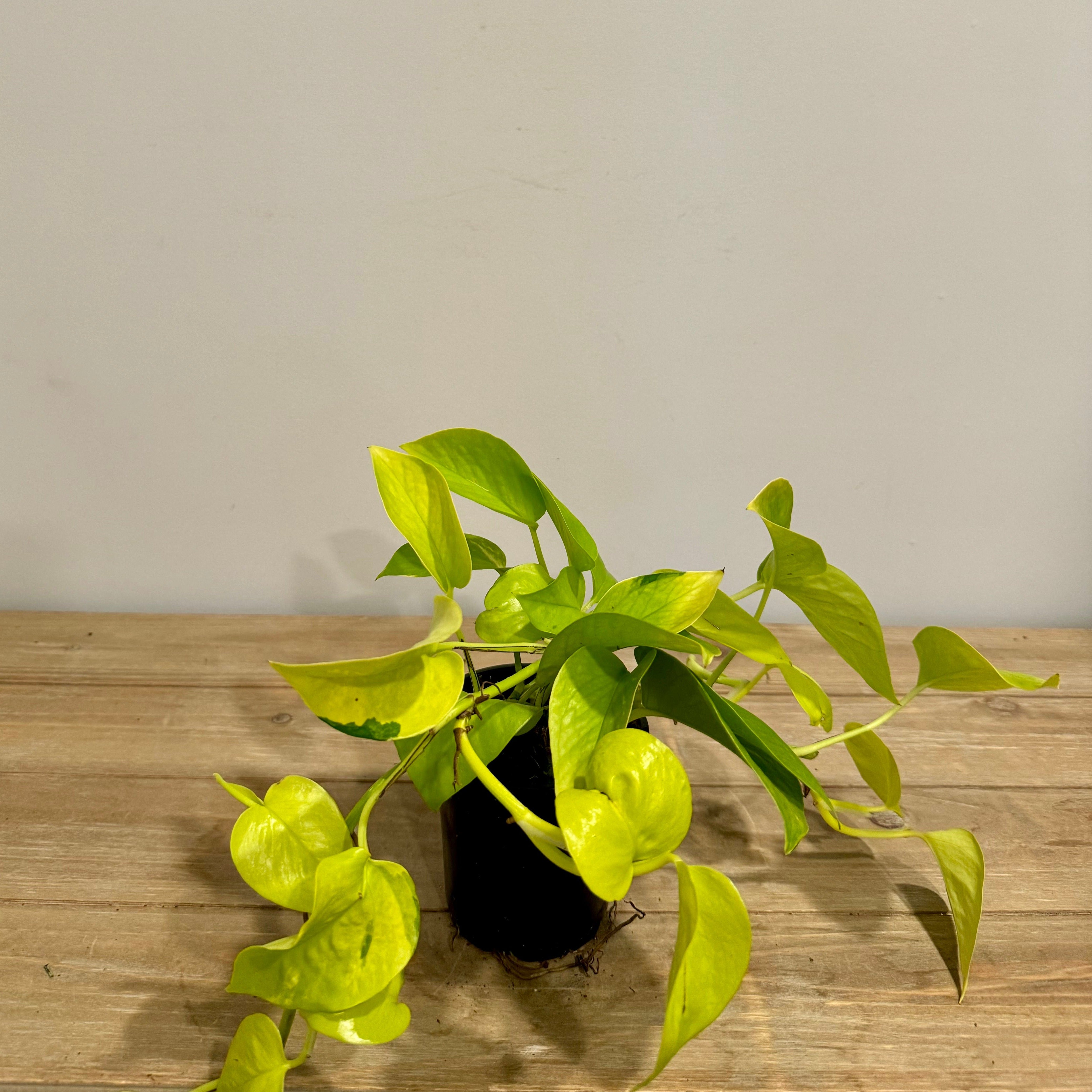 Neon Pothos