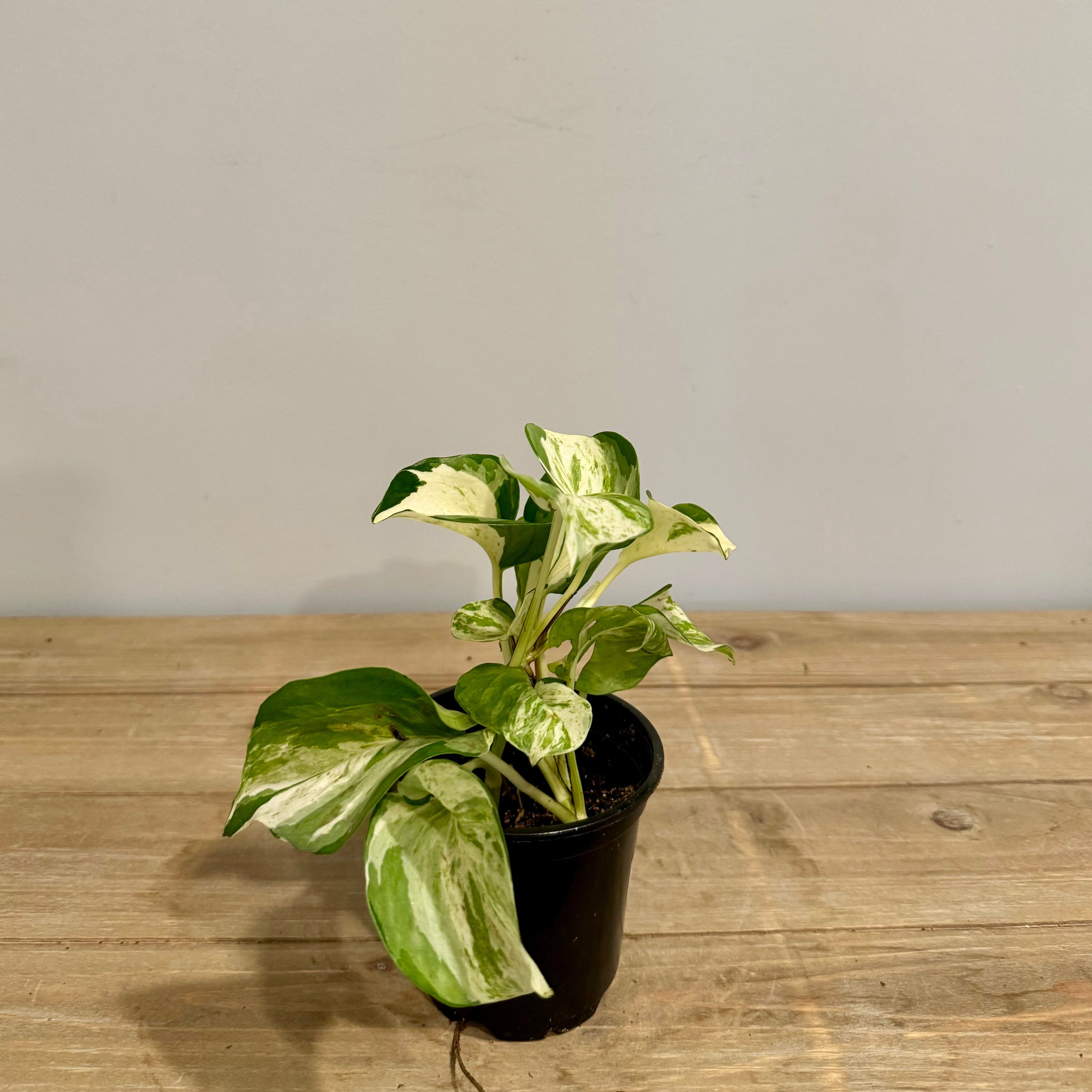 Manjula Pothos 4