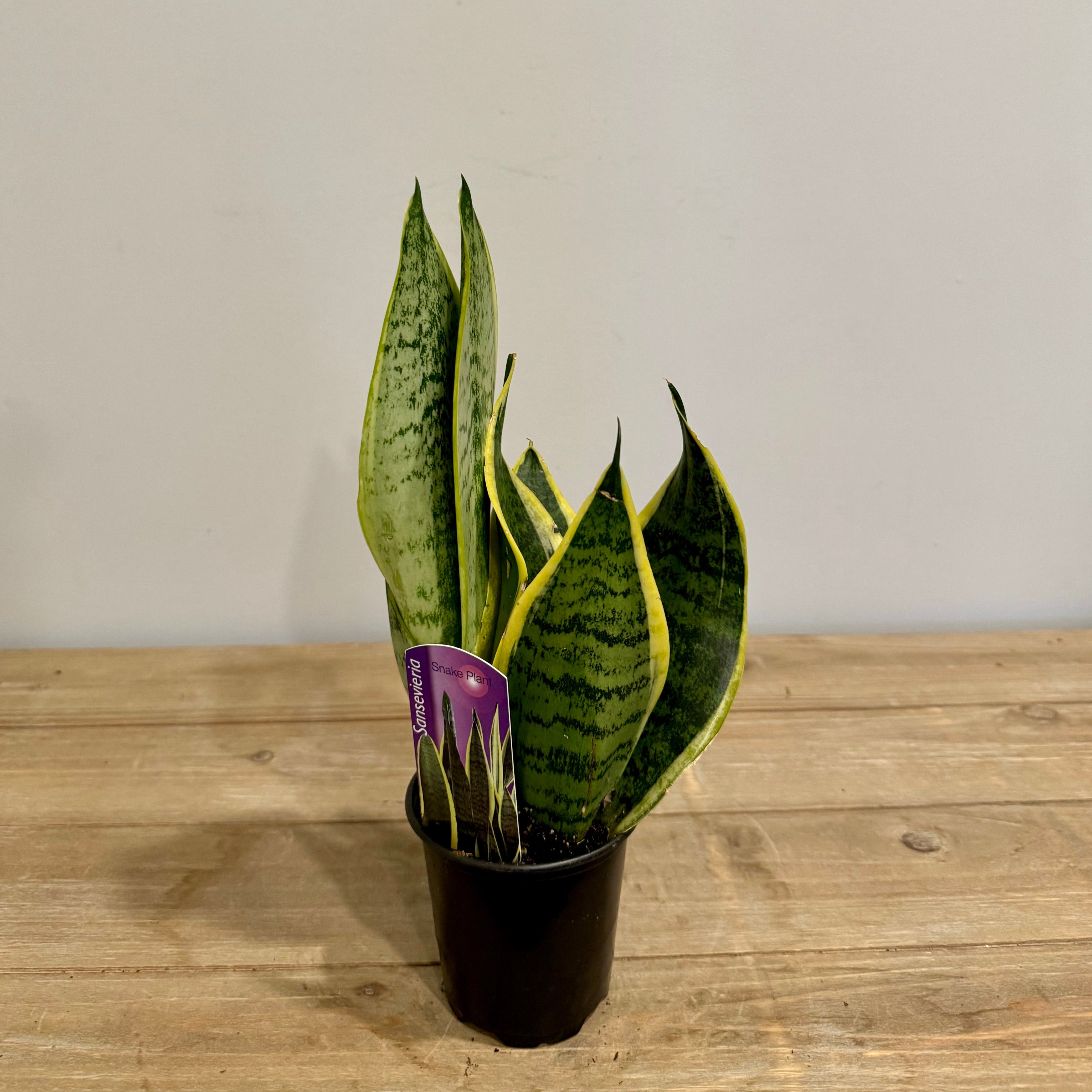 Snake plant assorted 4