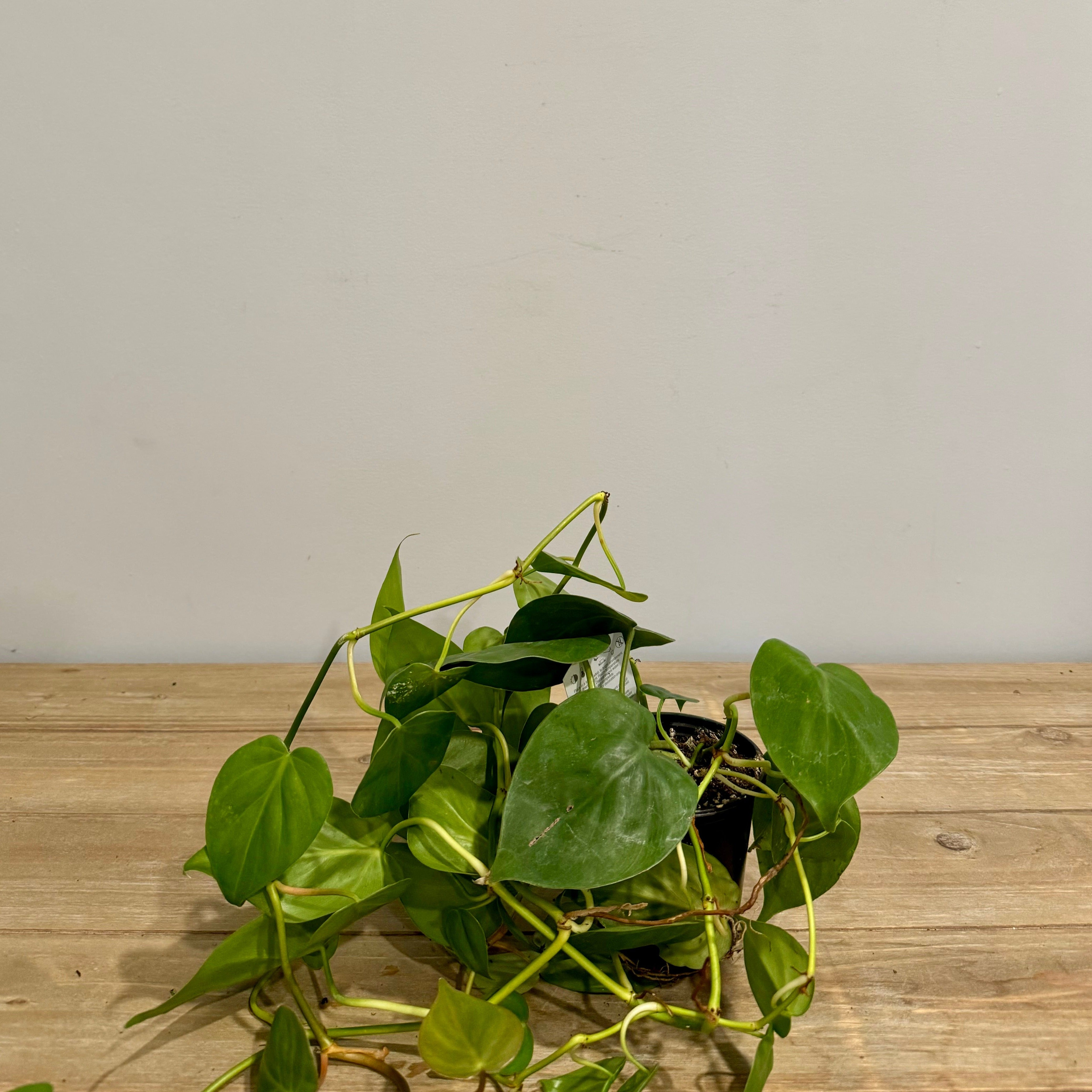 Green Philodendron 4
