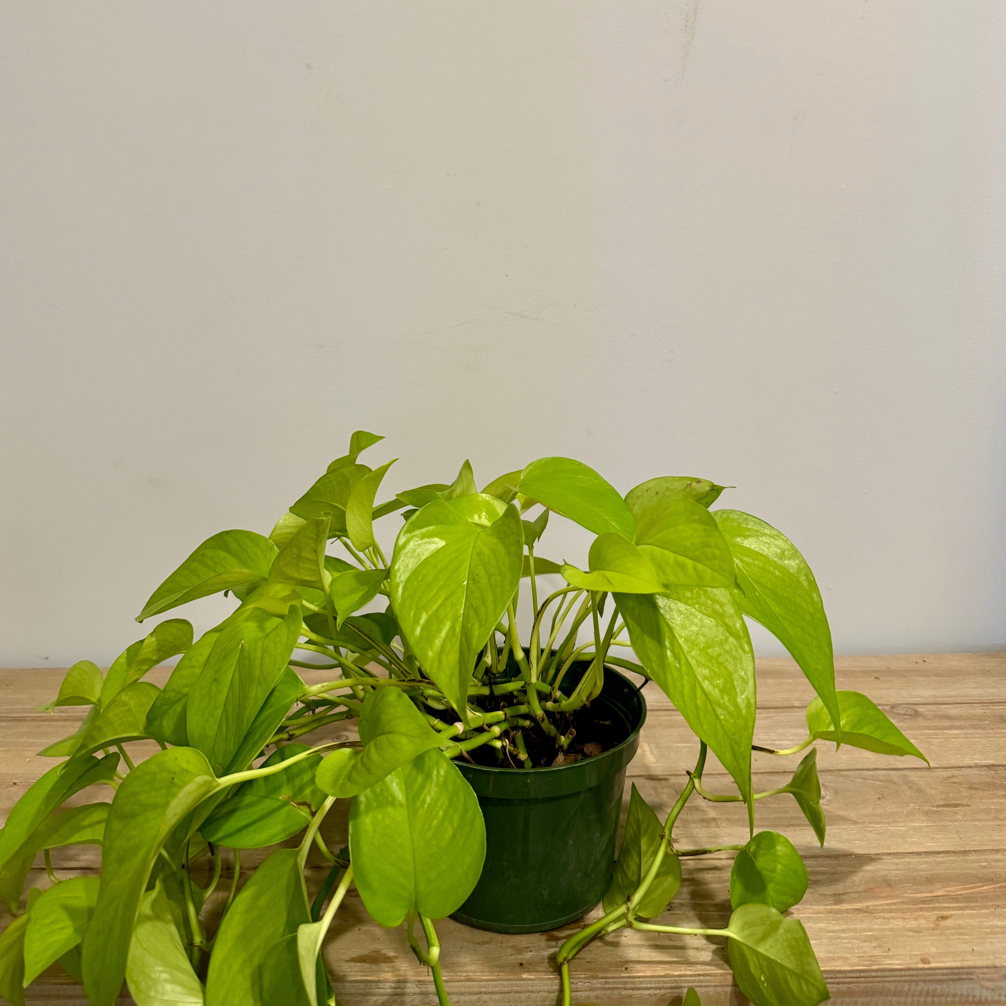 Neon Pothos 6