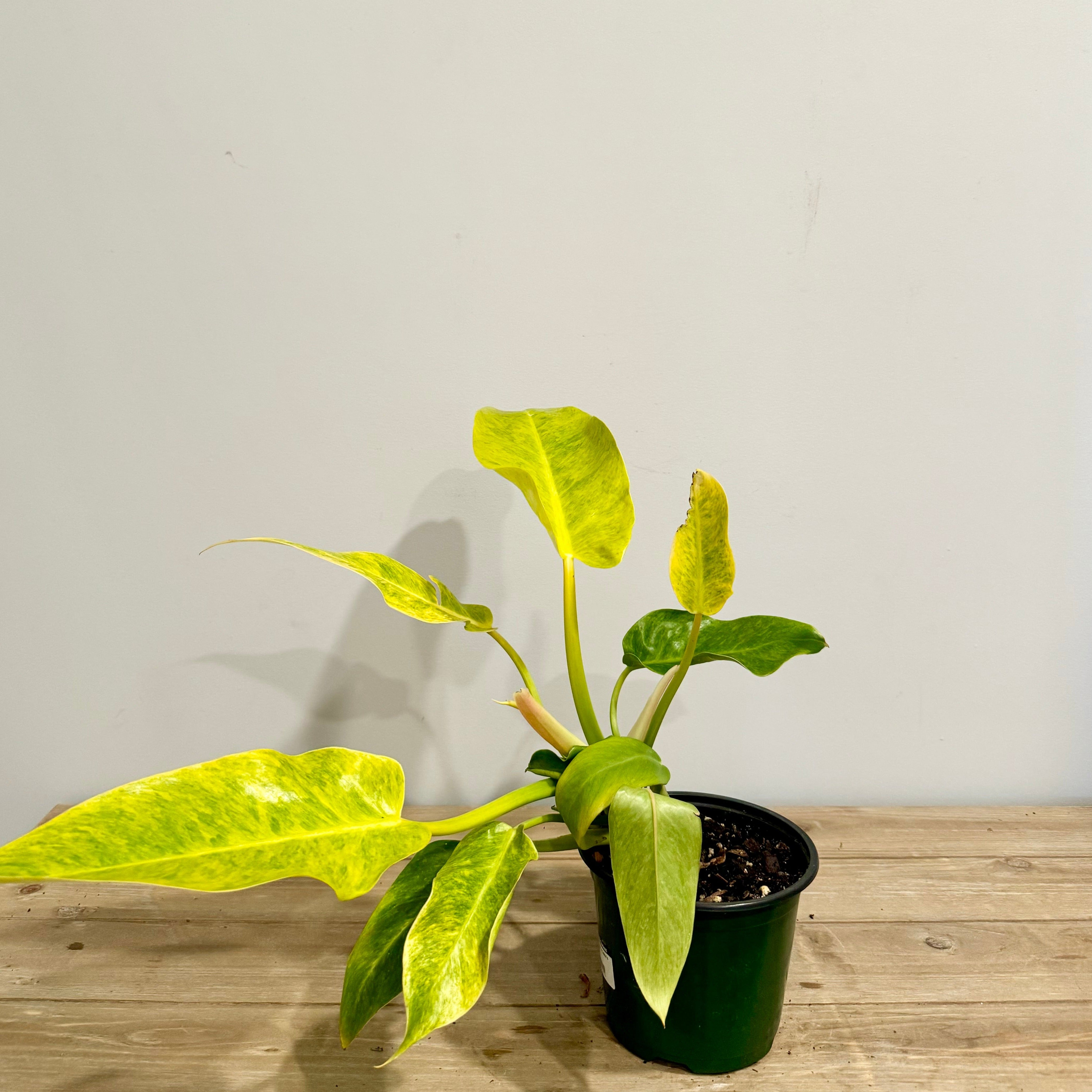 Philodendron Calkin's Gold