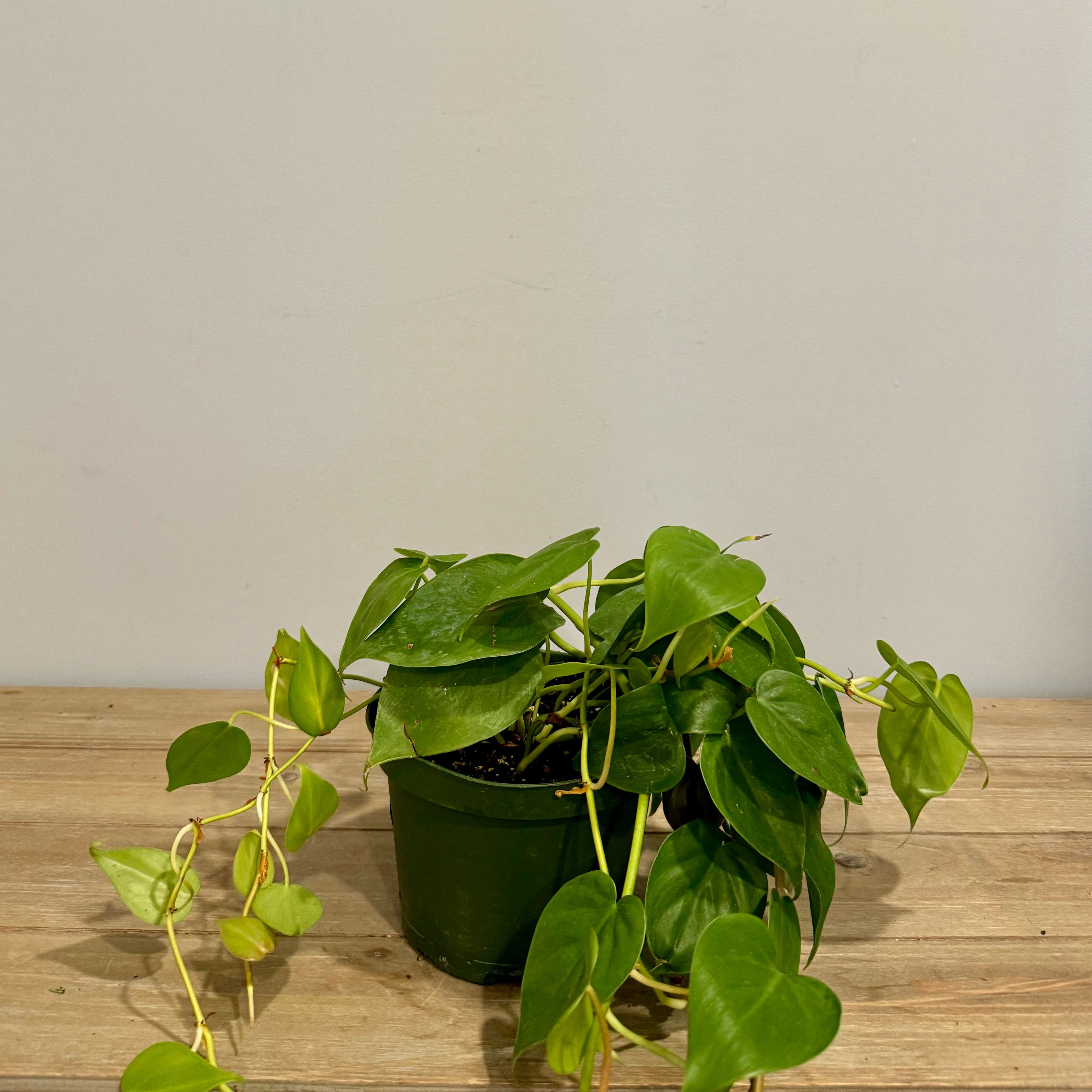 Green Philodendron 6