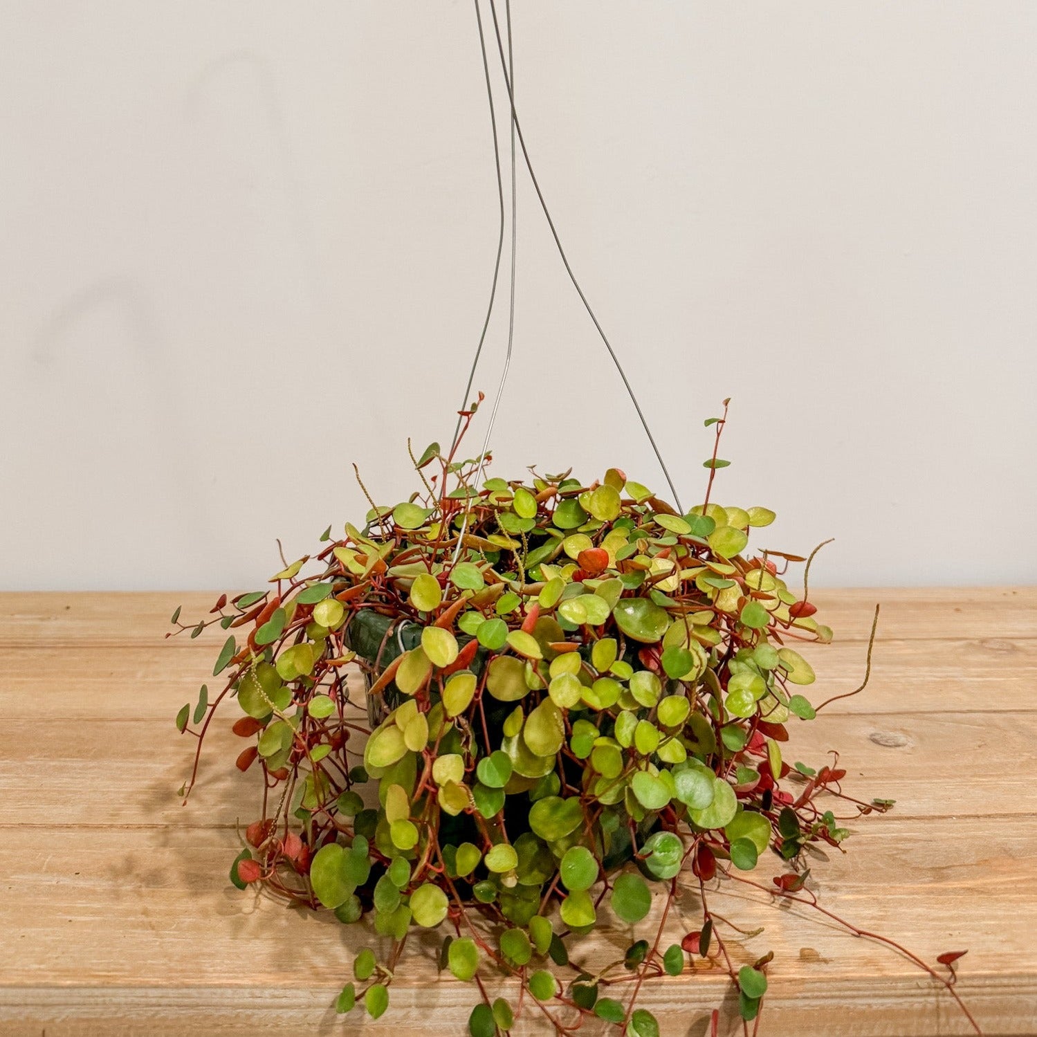 A hanging basket of peperomia ruby cascade.