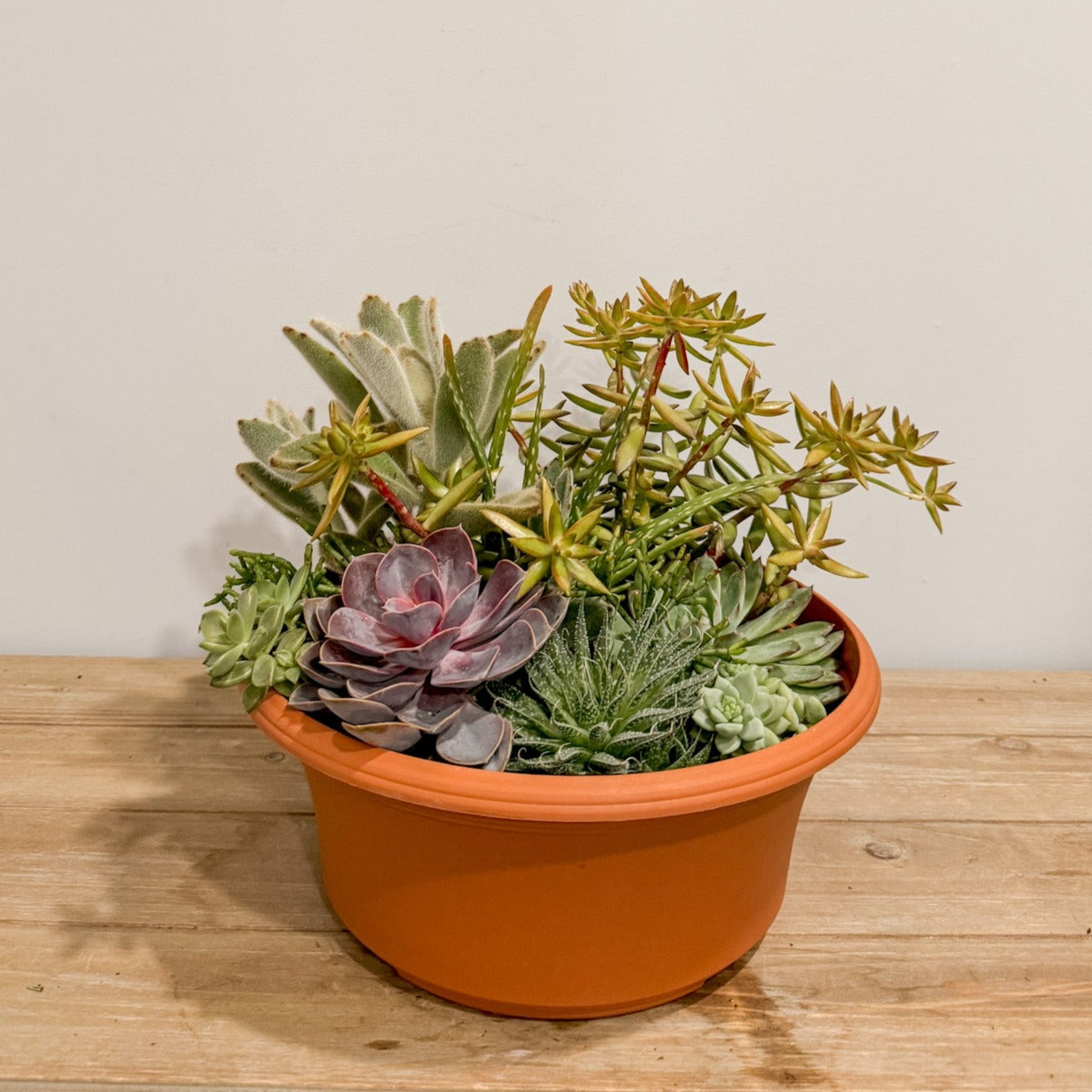 A mixed succulent garden in a low bowl.