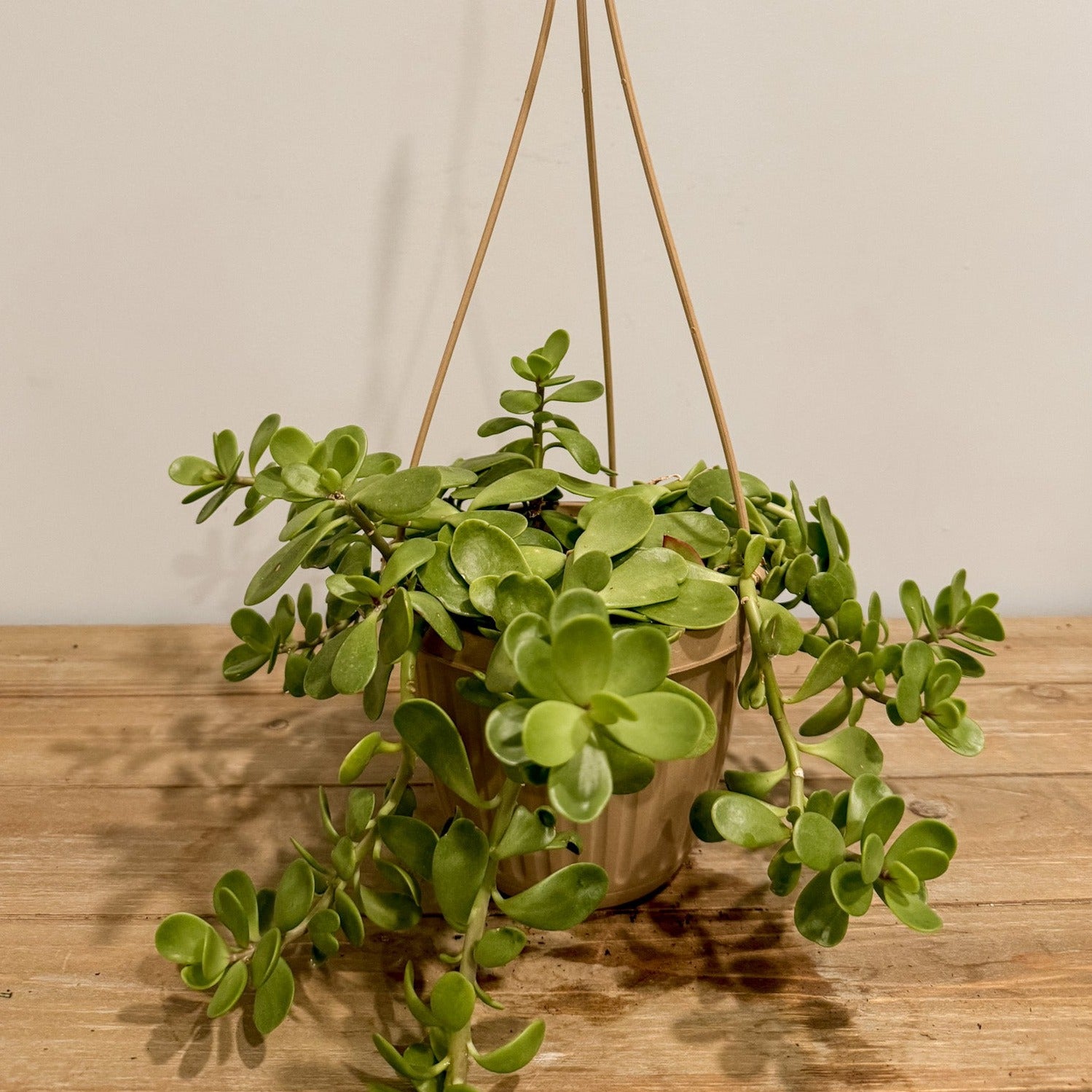 A trailing jade plant in a hanging basket.