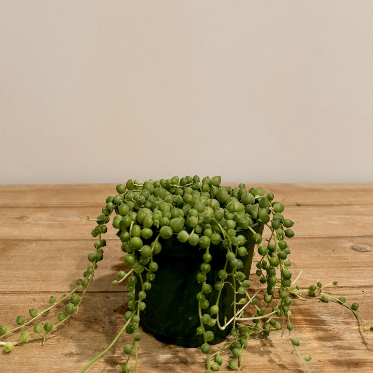 String of pearls in a pot.