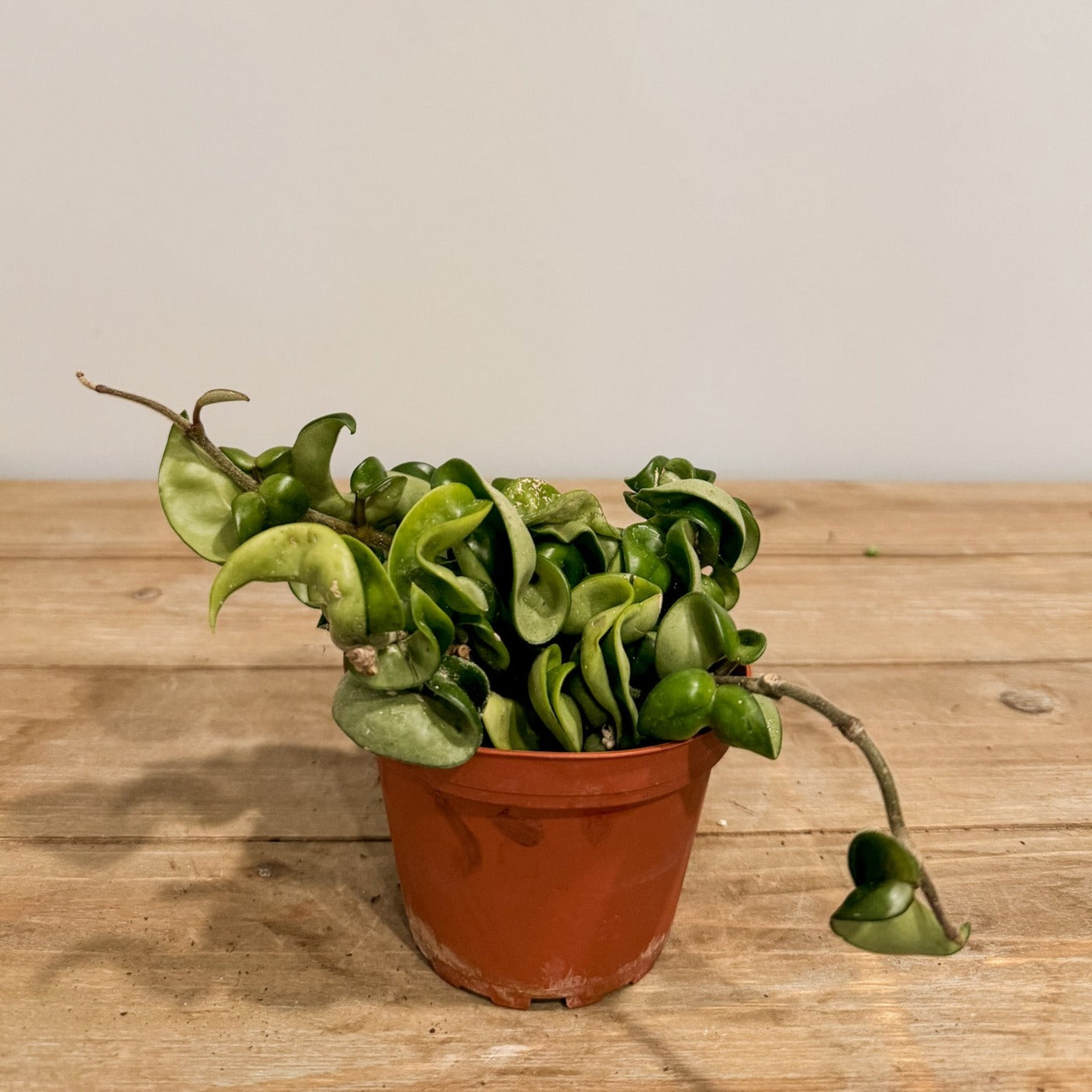 Hoya rope in a pot.