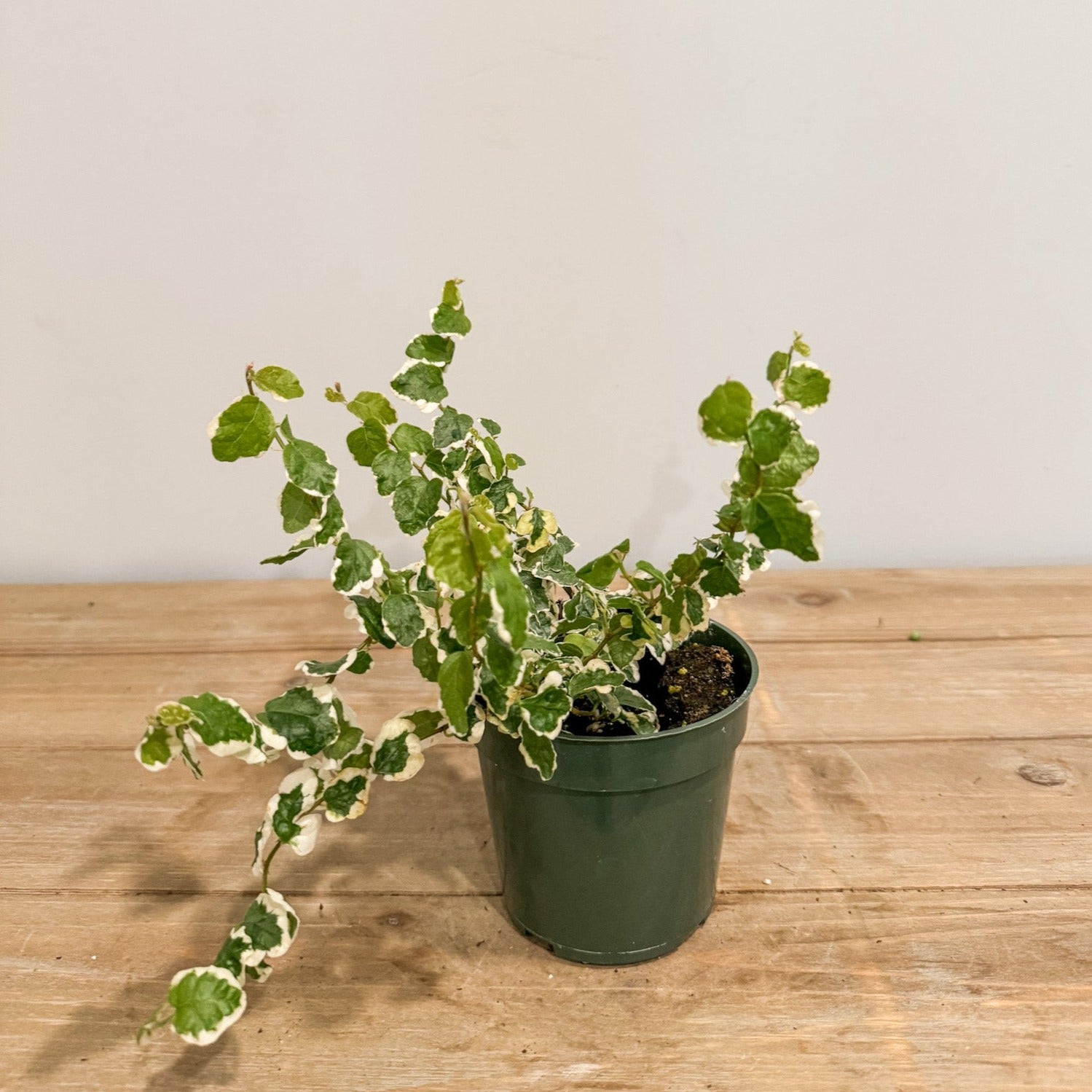 Variegated creeping fig in a pot.